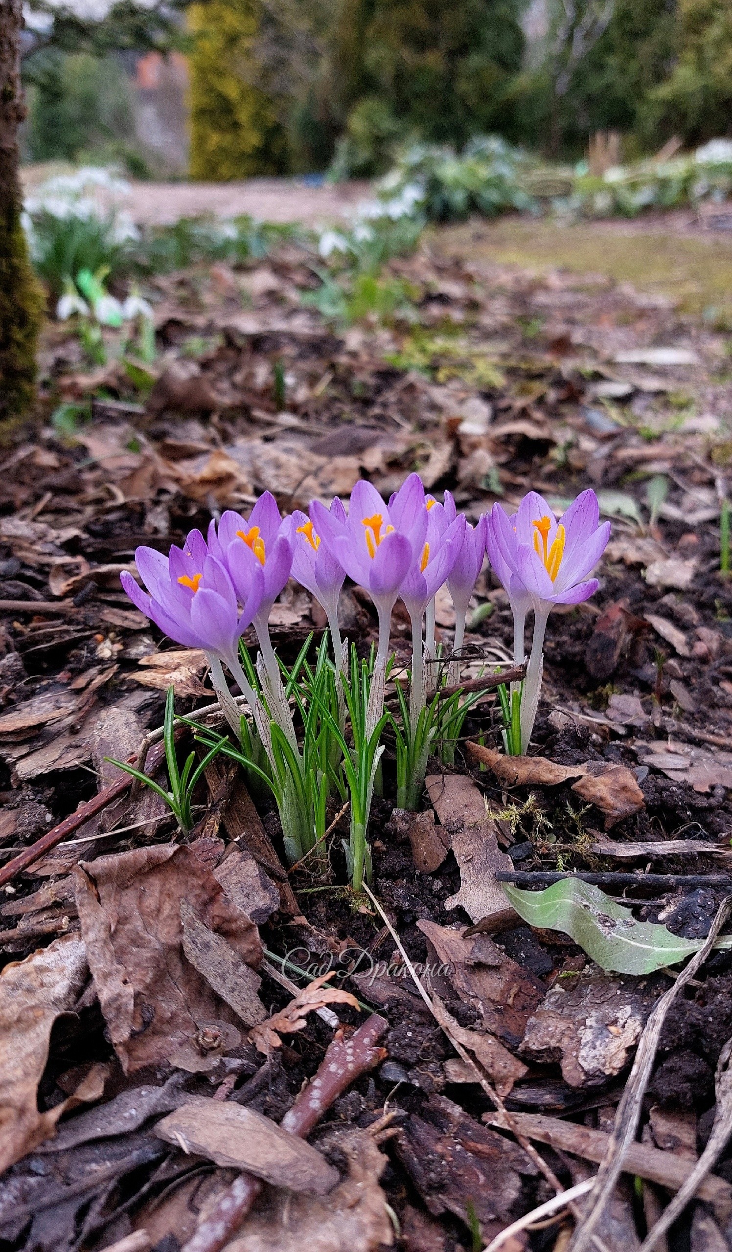 Крокус, неизвестный сорт. Возможно crocus tomasinianus, сеянец.