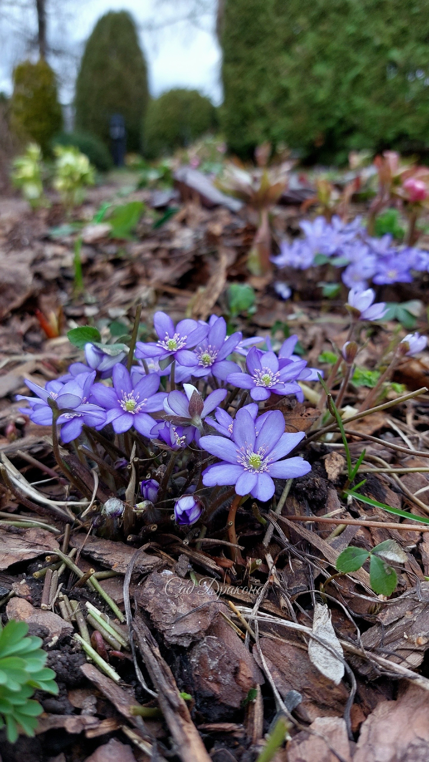 Печёночноца благородная