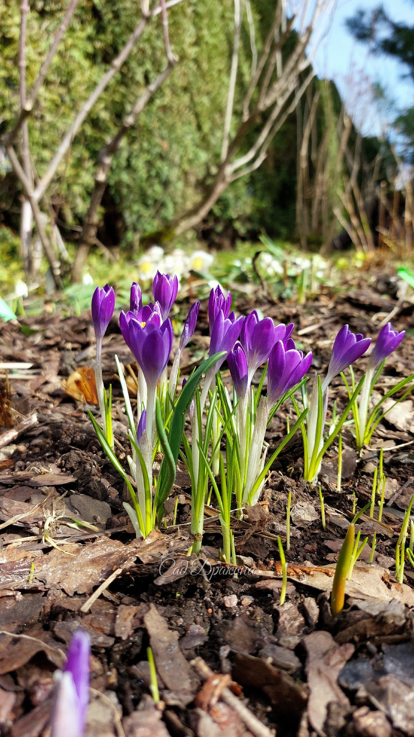 Крокус Томазини Whitewell Purple