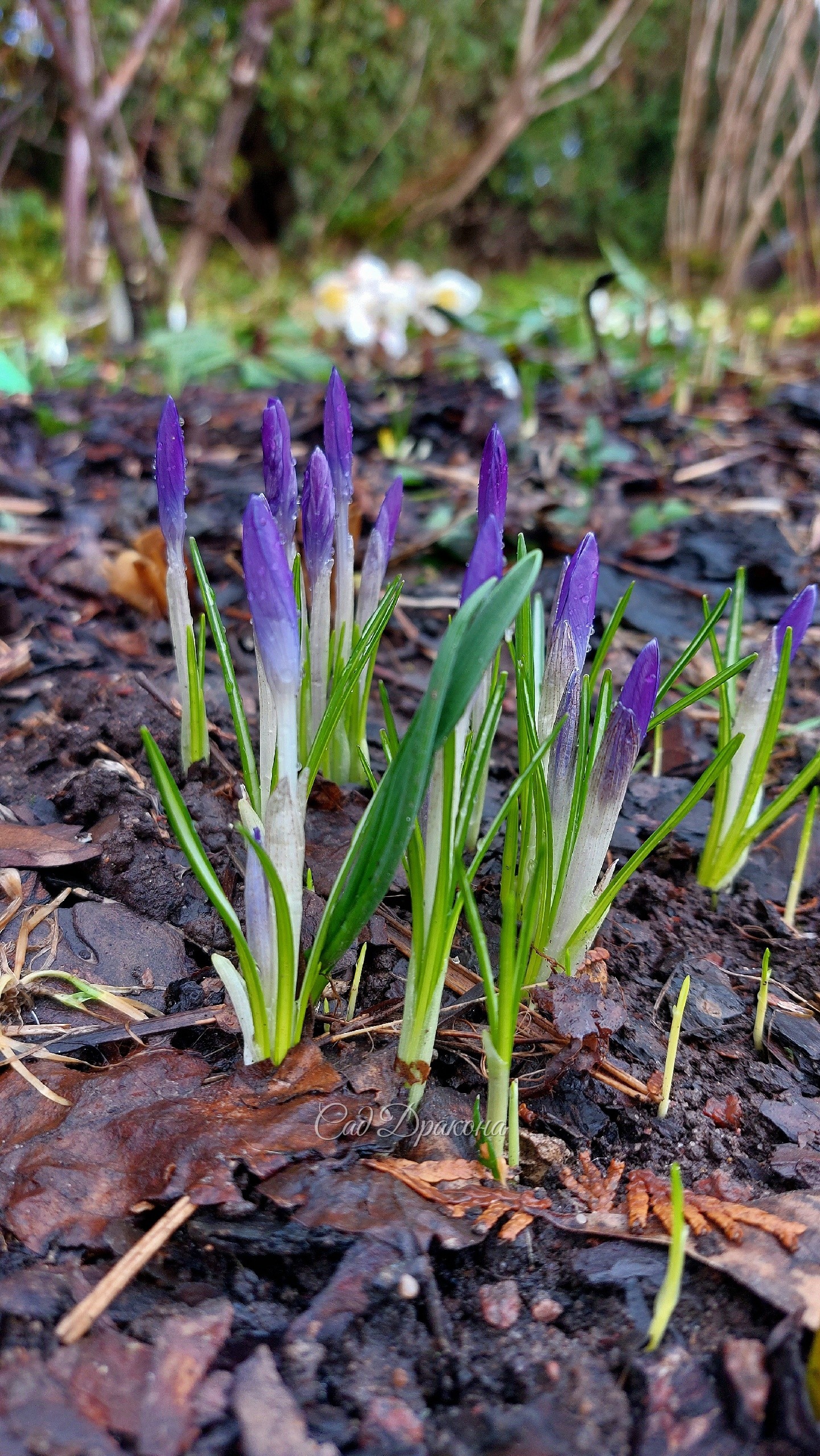 Крокус Томазини Whitewell Purple