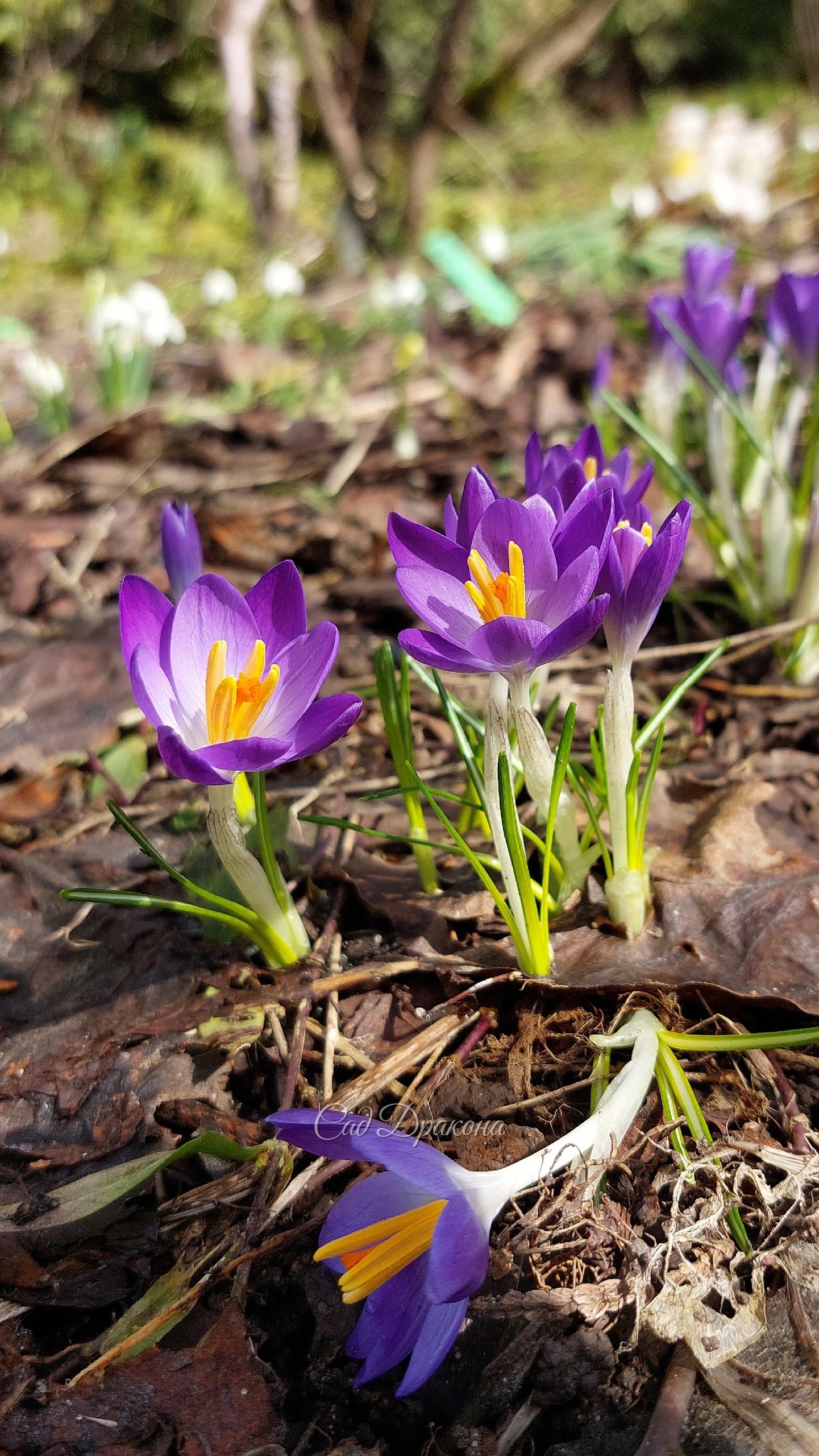 Крокус Томазини Whitewell Purple