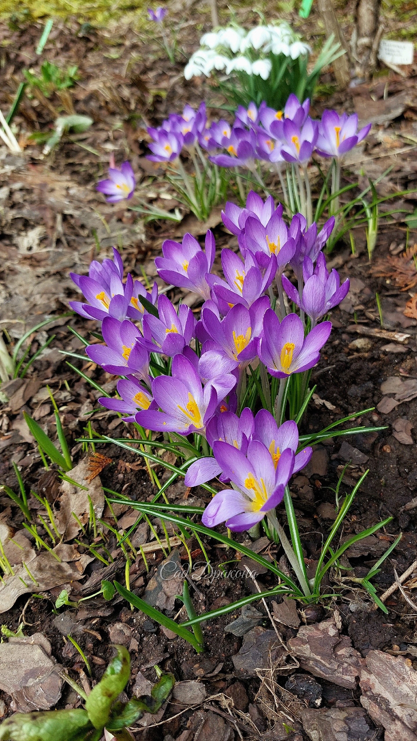 Crocus tomasinianus Whitewell Purple