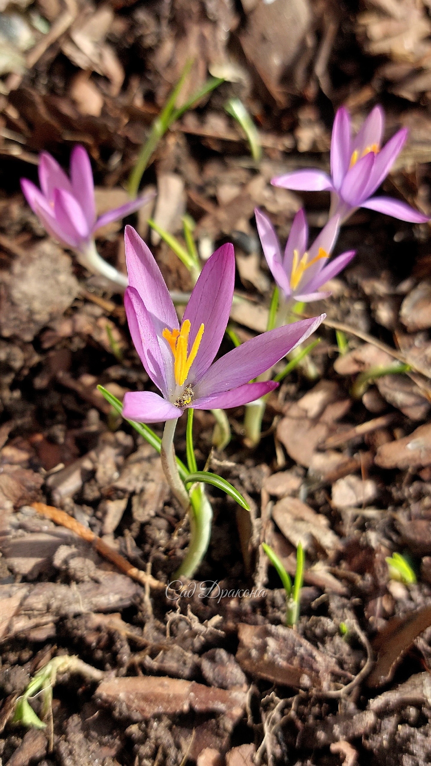 Crocus tomasinianus Roseus
