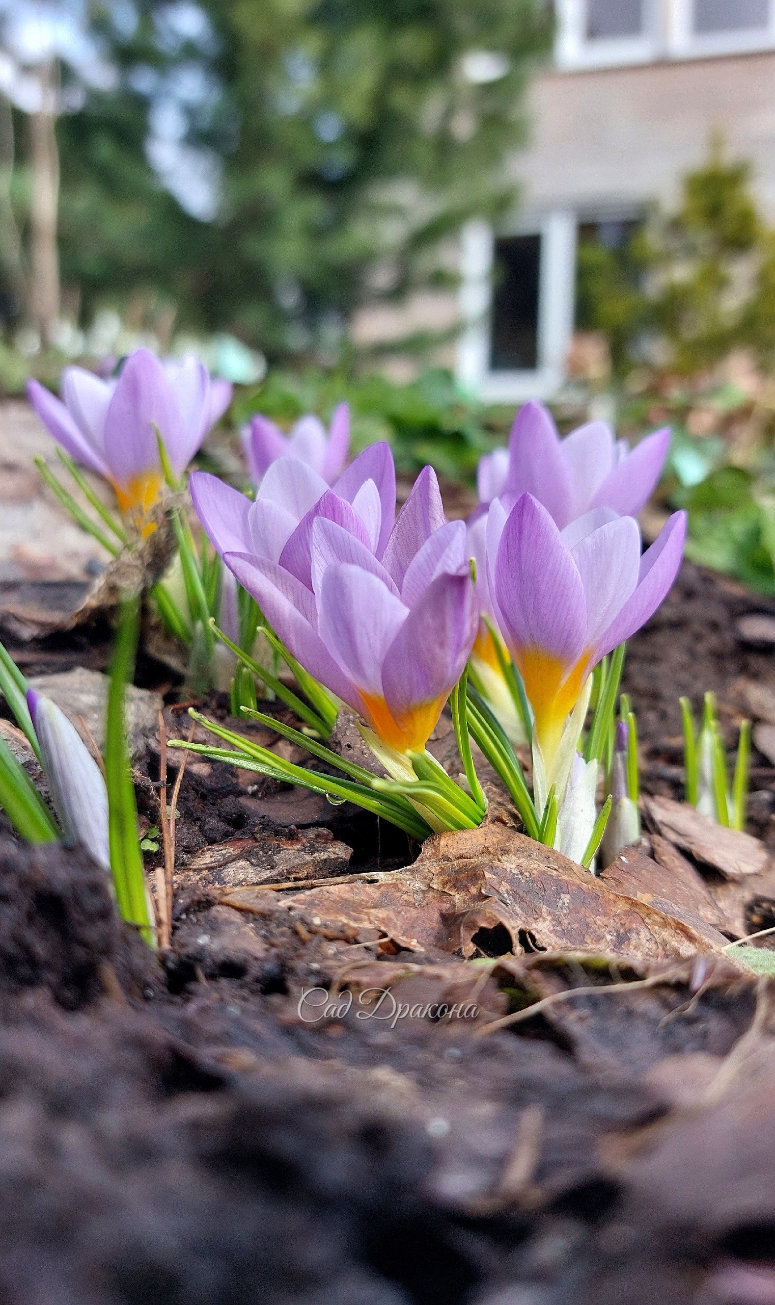 Crocus sieberi Firefly