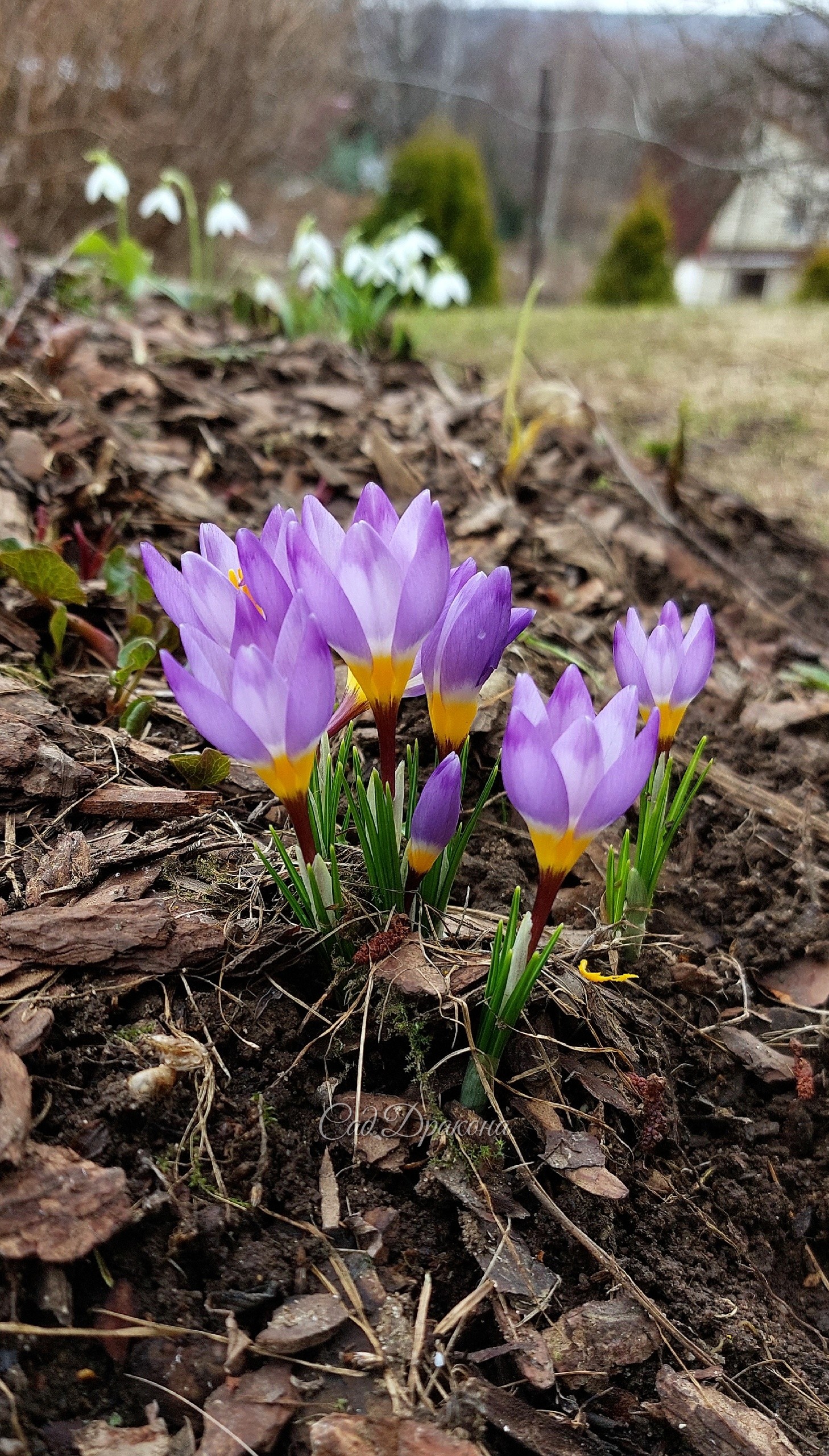 Crocus sieberi Tricolor