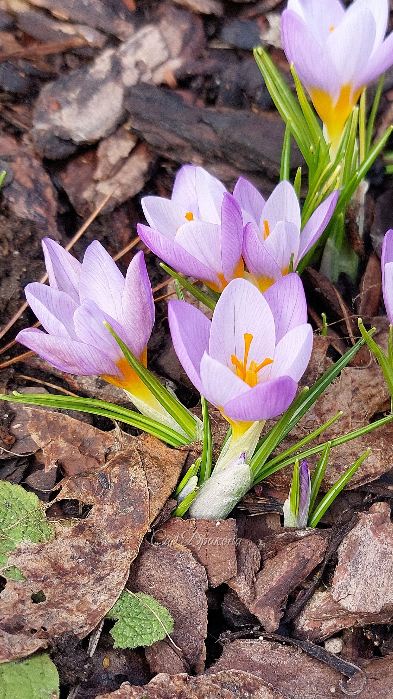 Crocus sieberi Firefly
