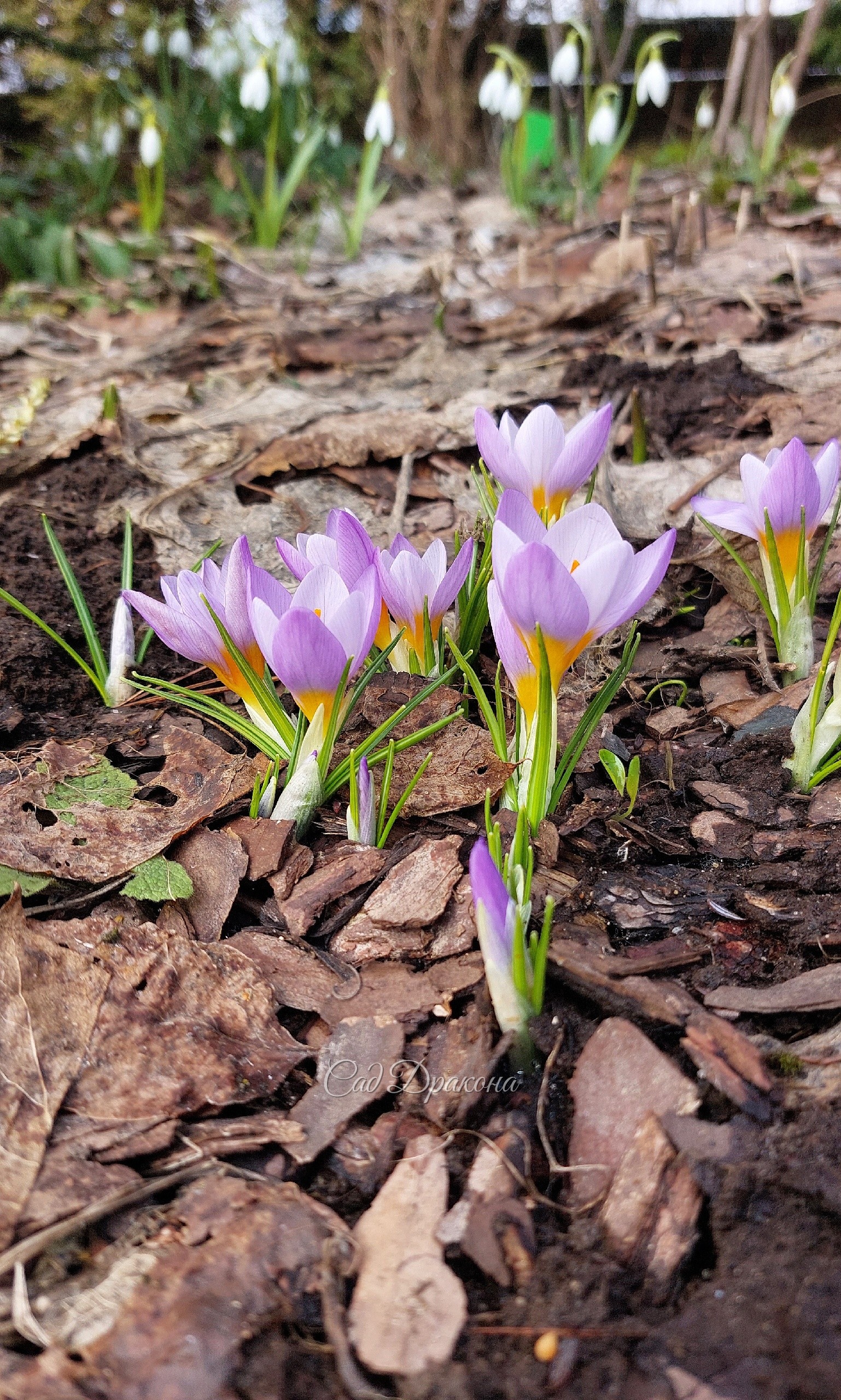 Crocus sieberi Firefly