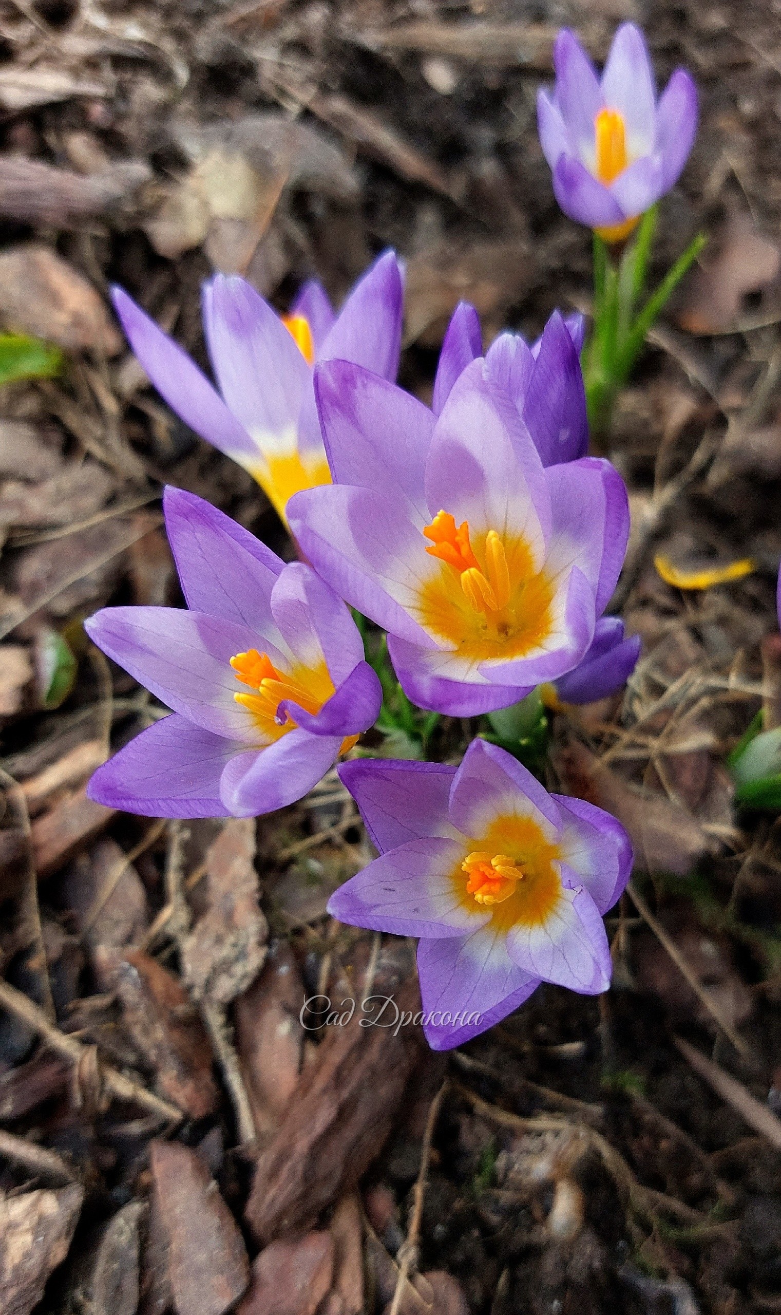 Crocus sieberi Tricolor
