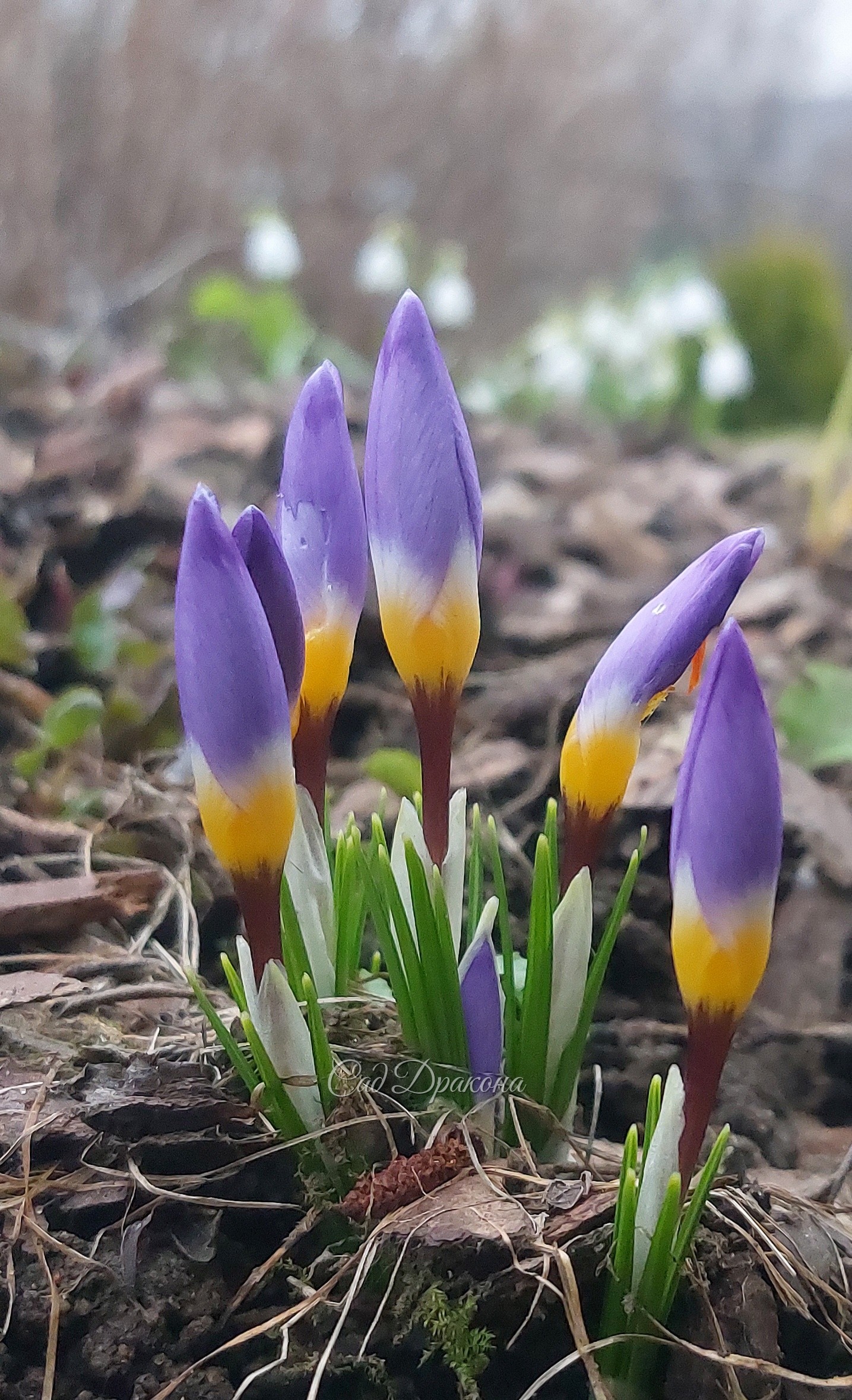 Crocus sieberi Tricolor