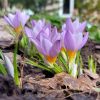 "Снежные" крокусы (продолжение).❄️🌸