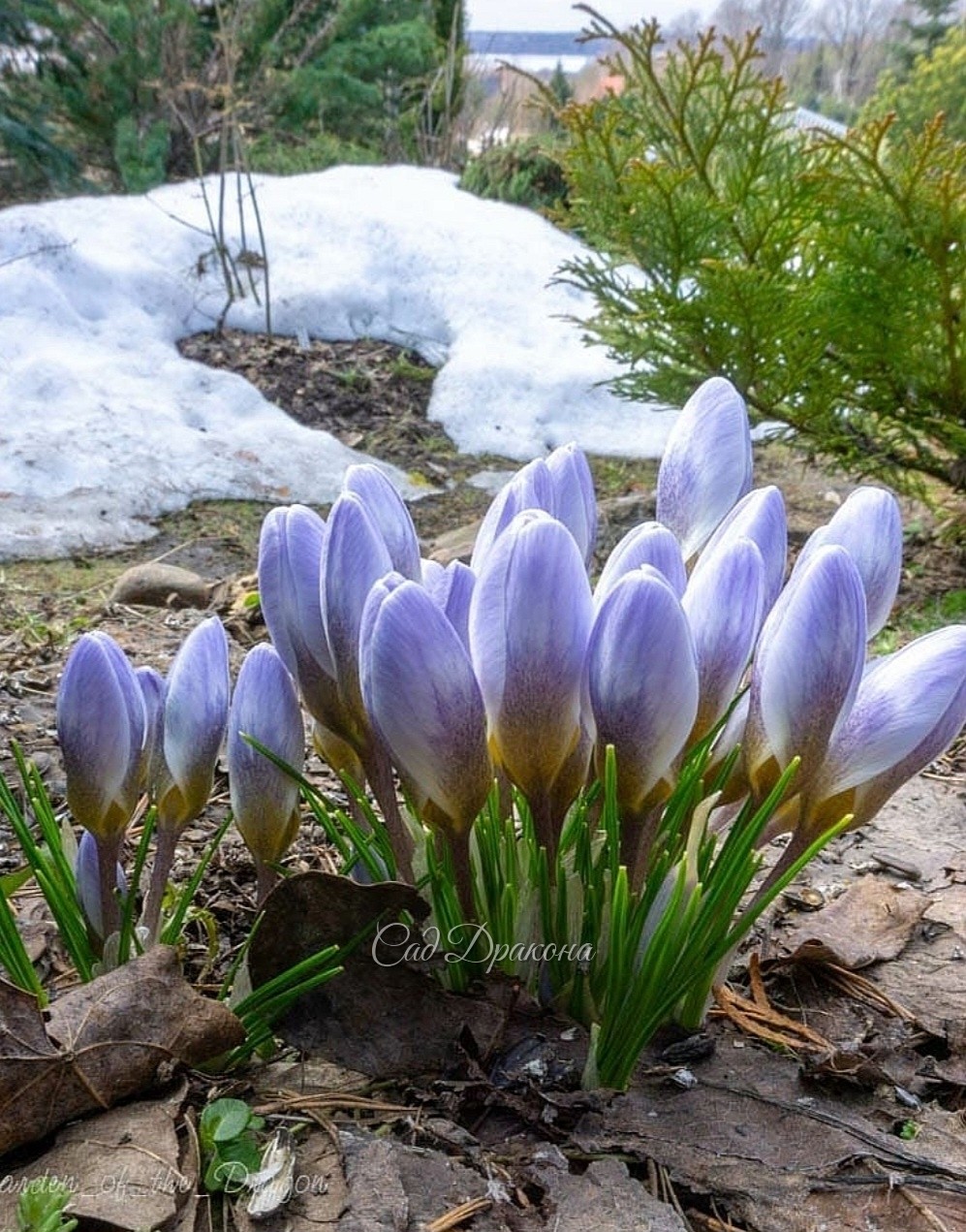 Crocus chгysanthus Blue Pearl