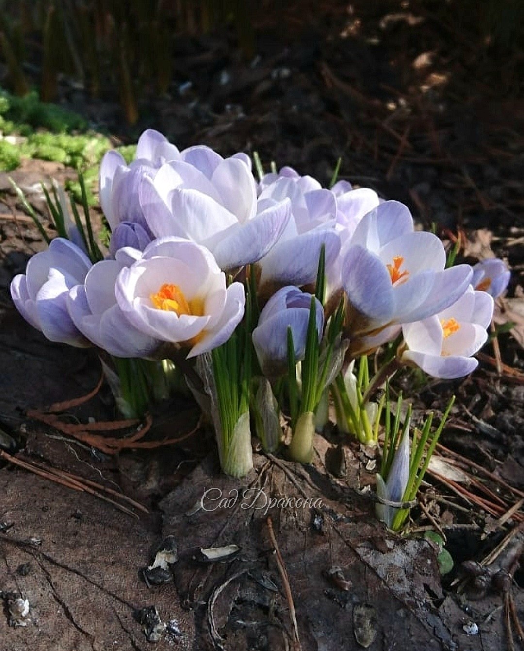 Crocus chrysanthus Blue Pearl