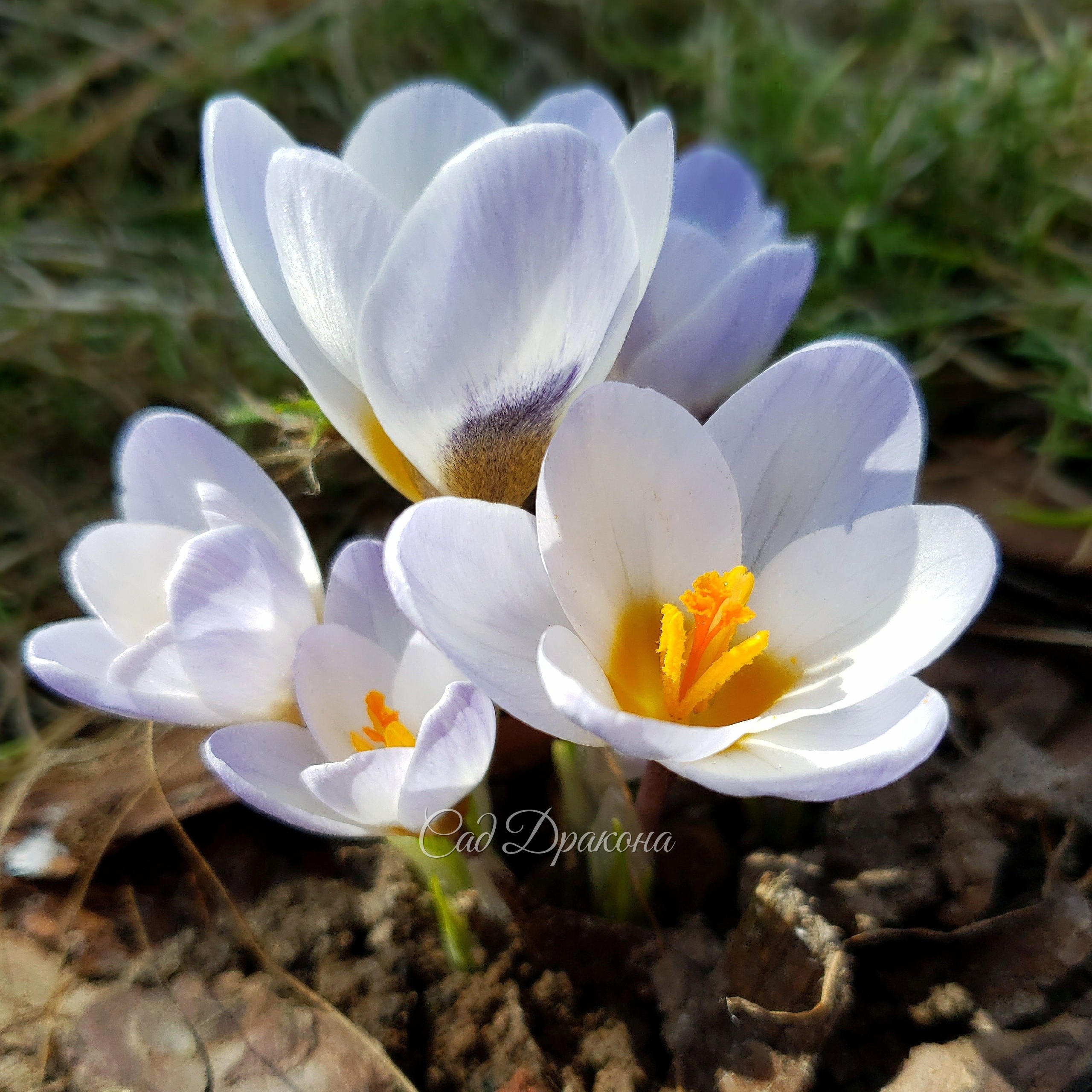 Crocus chrysanthus Blue Pearl