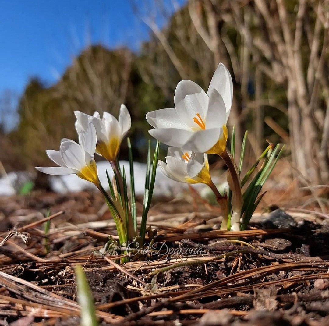 Crocus chrysanthus Snow Bunting