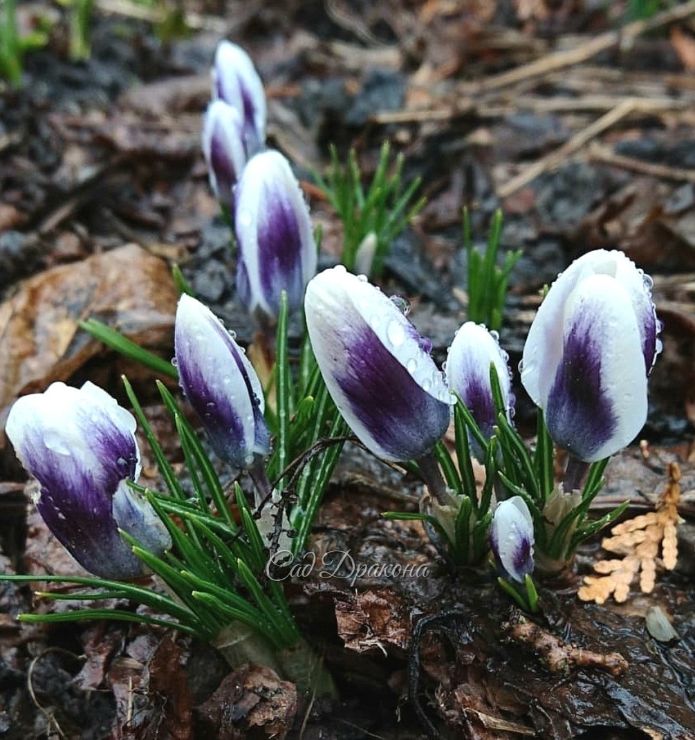 Crocus chrysanthus Prince Claus