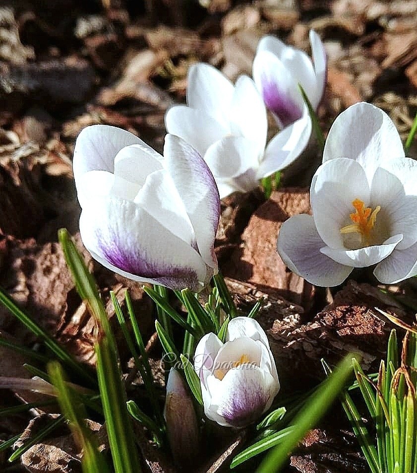Crocus chrysanthus Prince Claus