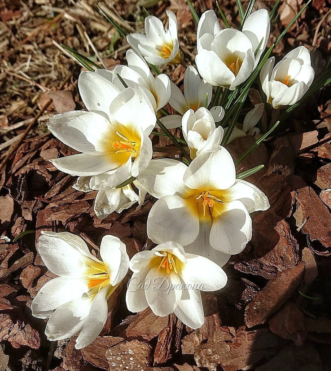 Crocus chrysanthus Ard Schenk