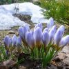 "Снежные" крокусы (продолжение). ❄️🌸