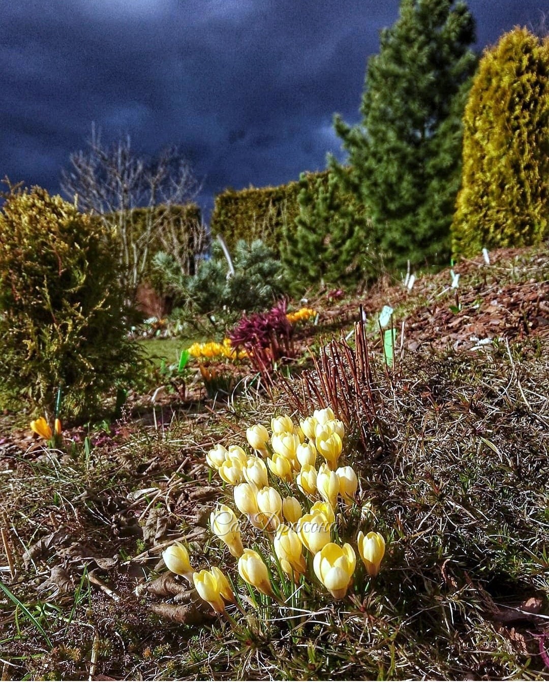 Crocus Cream Beauty,  фото перед грозой. Действительно было такое небо и удивительный свет. Без фильтров!