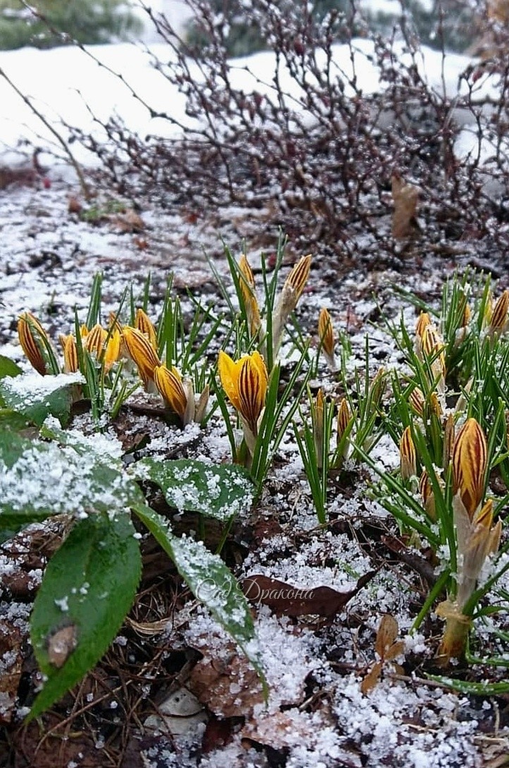 Crocus chrysanthus Fuscotinctus