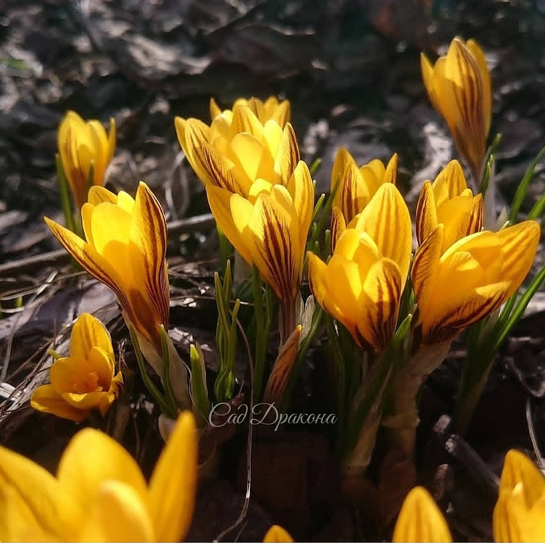 Crocus chrysanthus Fuscotinctus