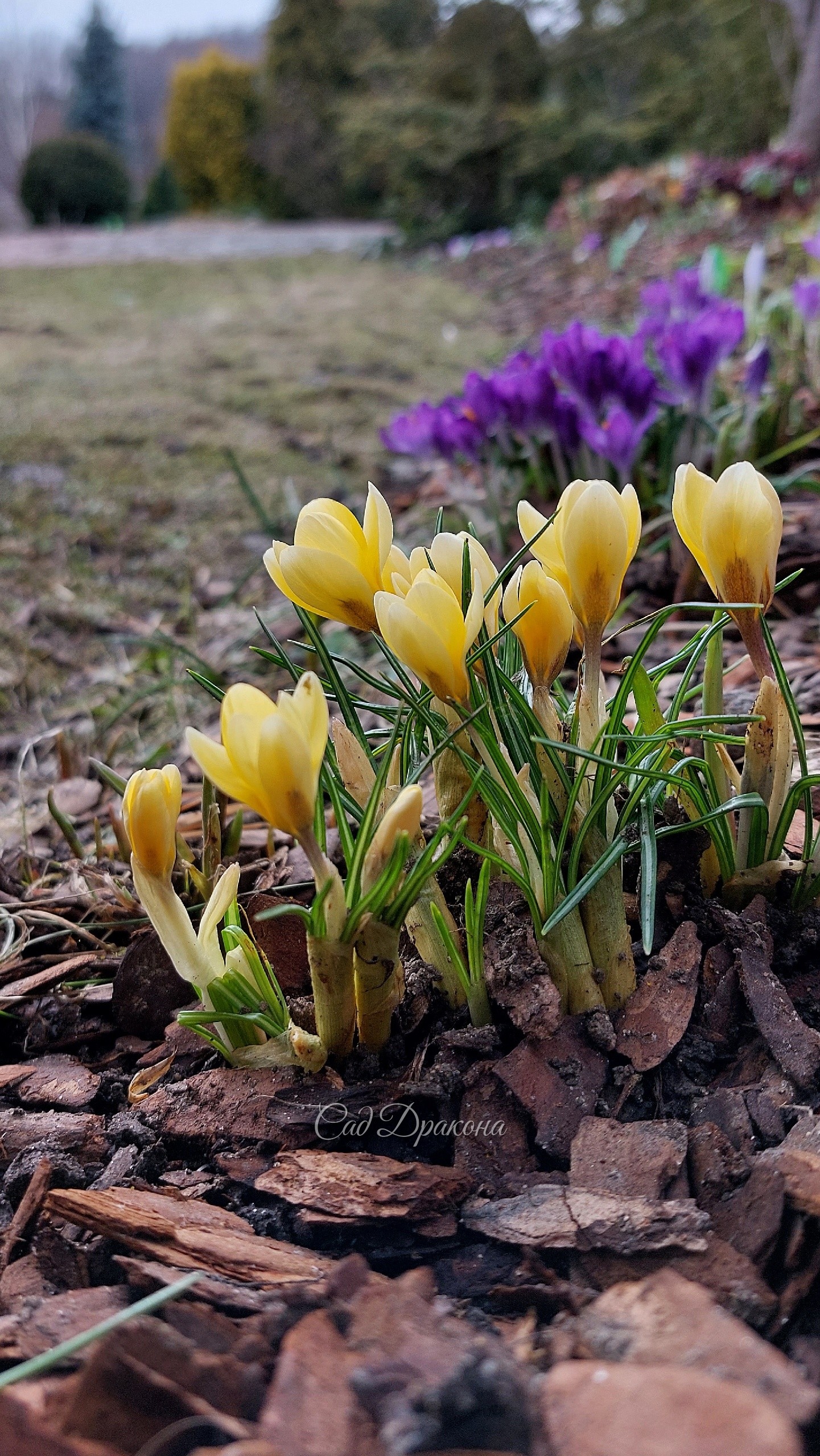 Crocus chrysanthus Romance