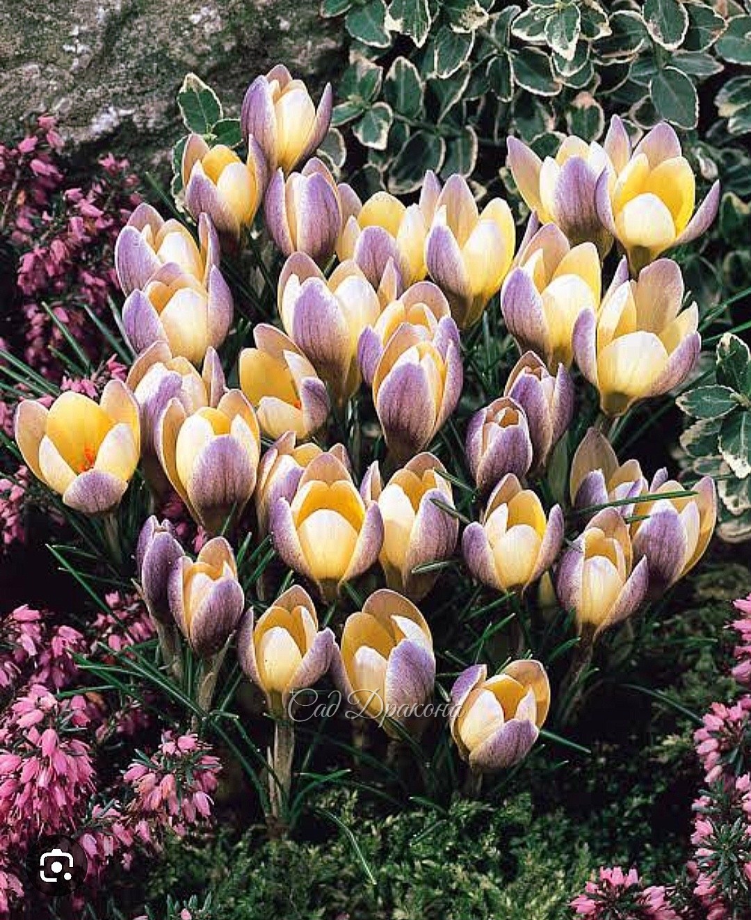 Crocus chrysanthus Advance