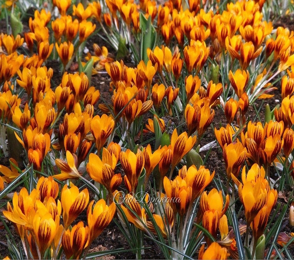 Crocus chrysanthus Orange Monarch