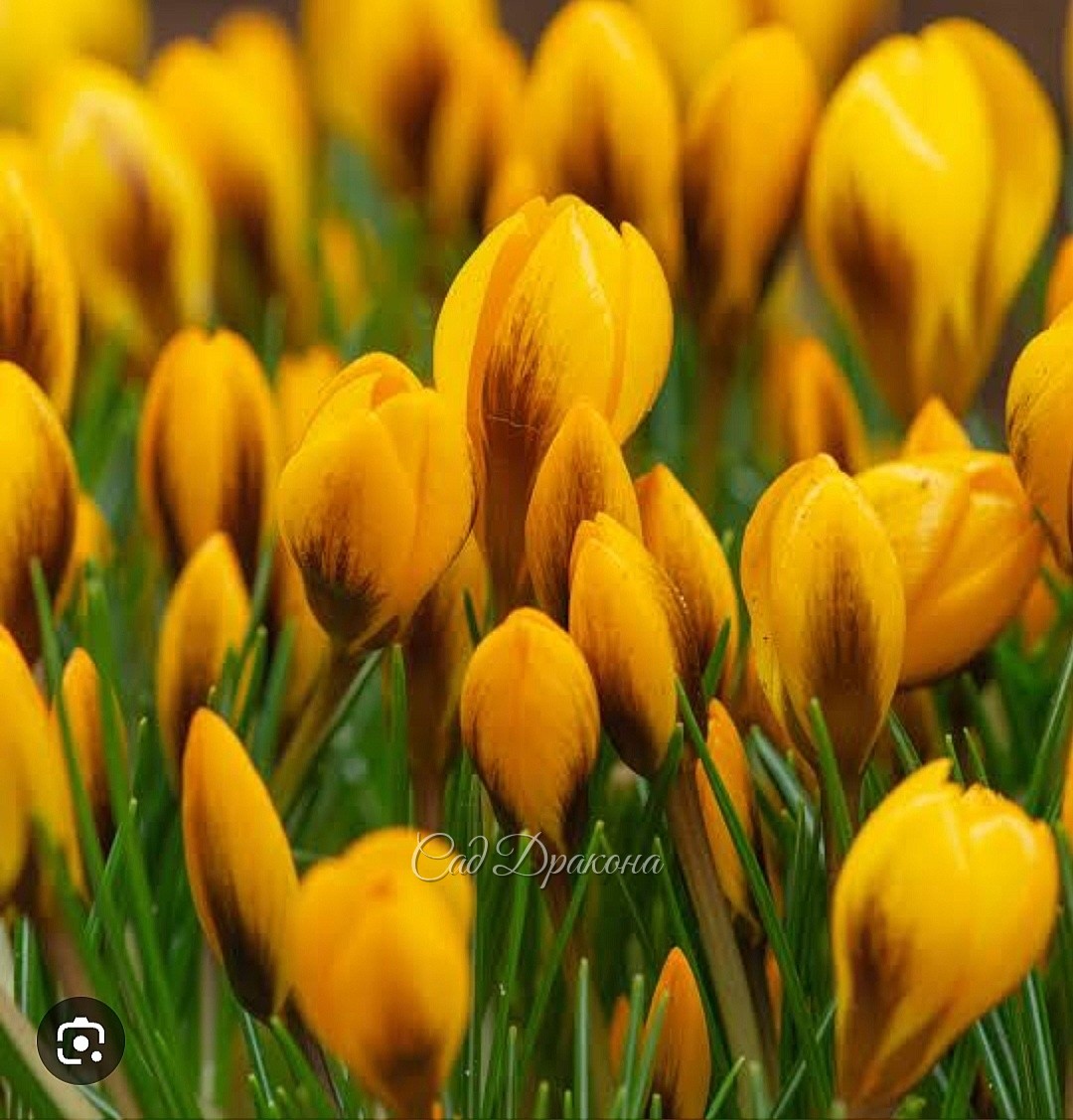 Crocus chrysanthus Goldilocks