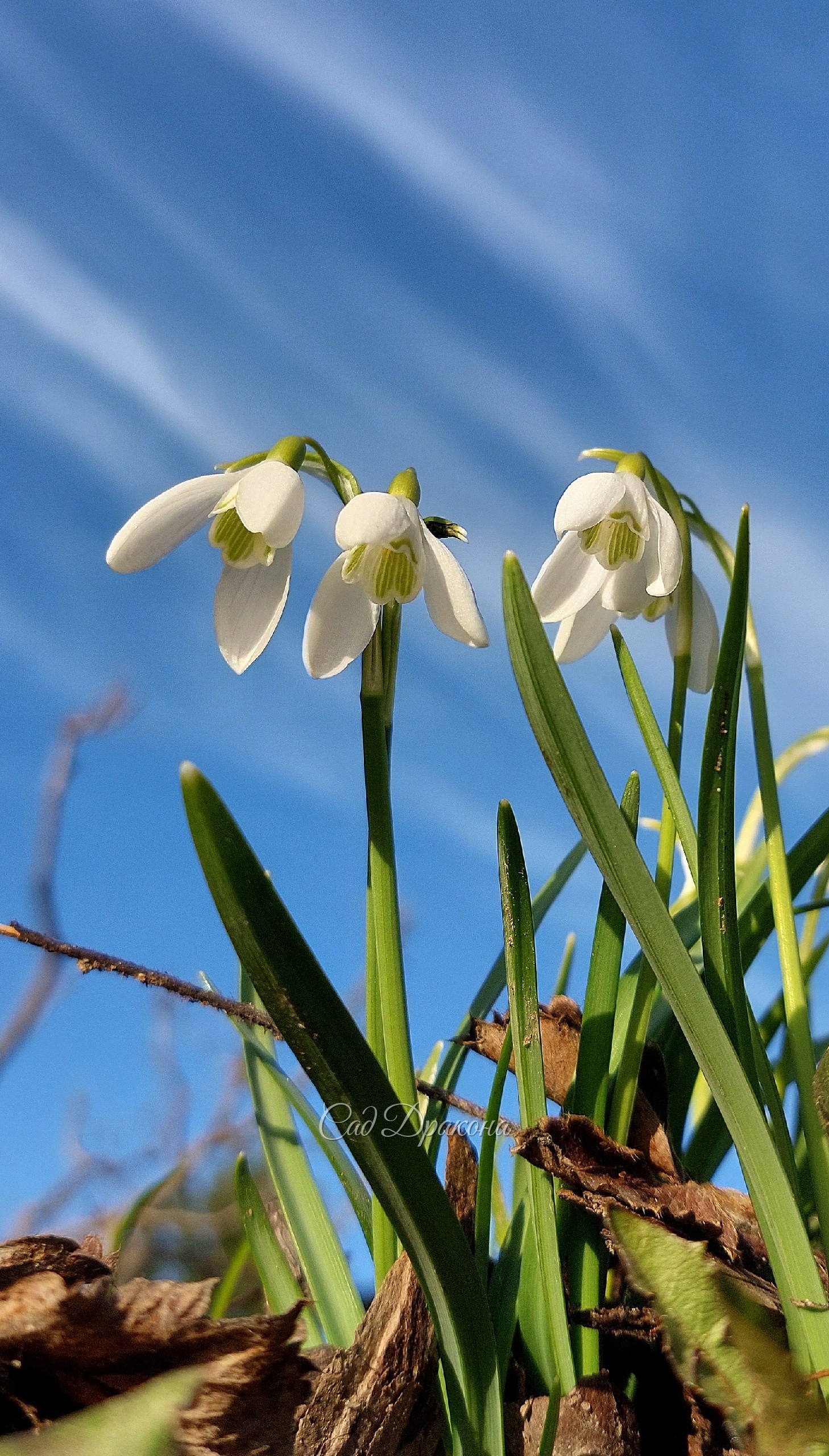 Galanthus nivalis