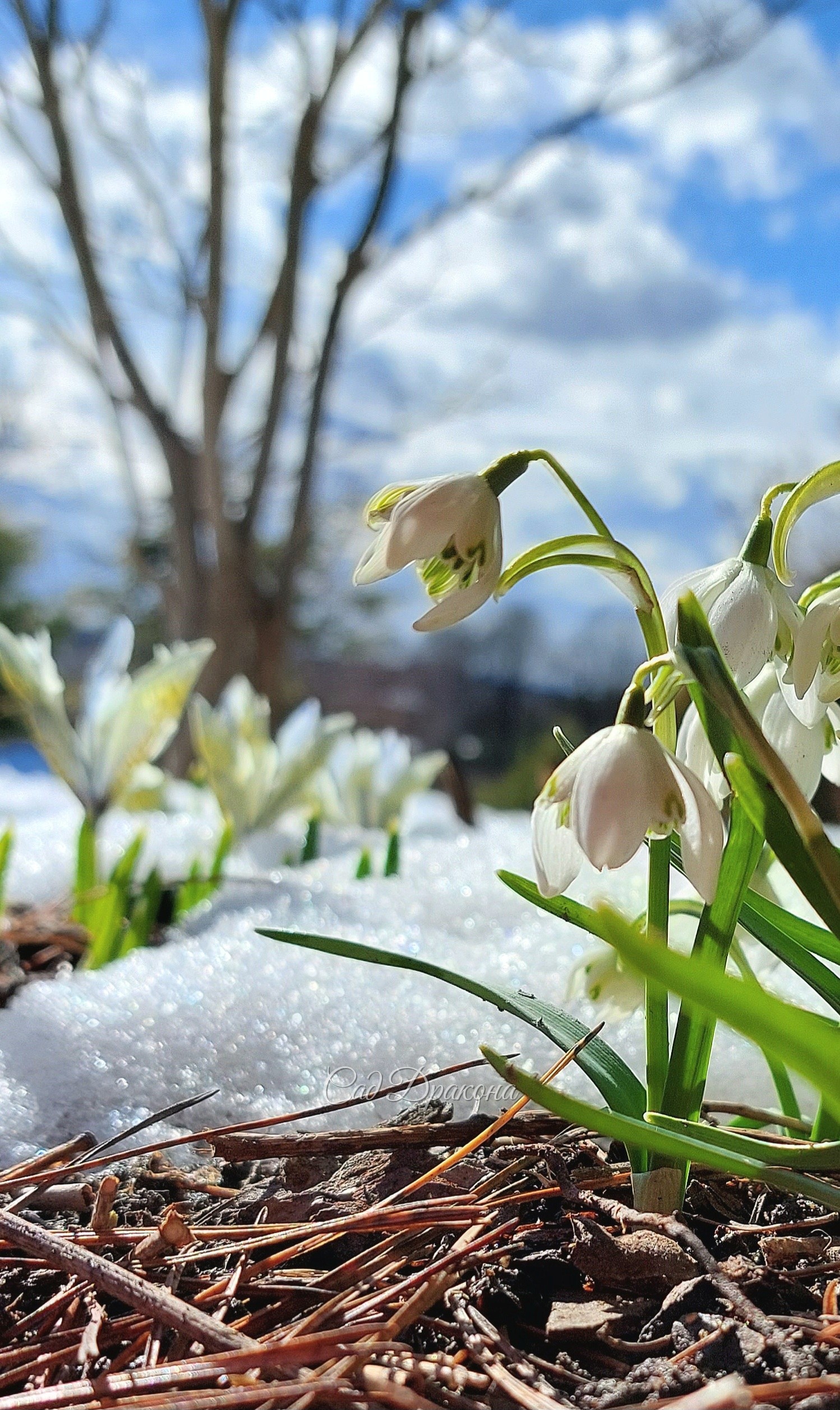 Galanthus nivalis махровая форма
