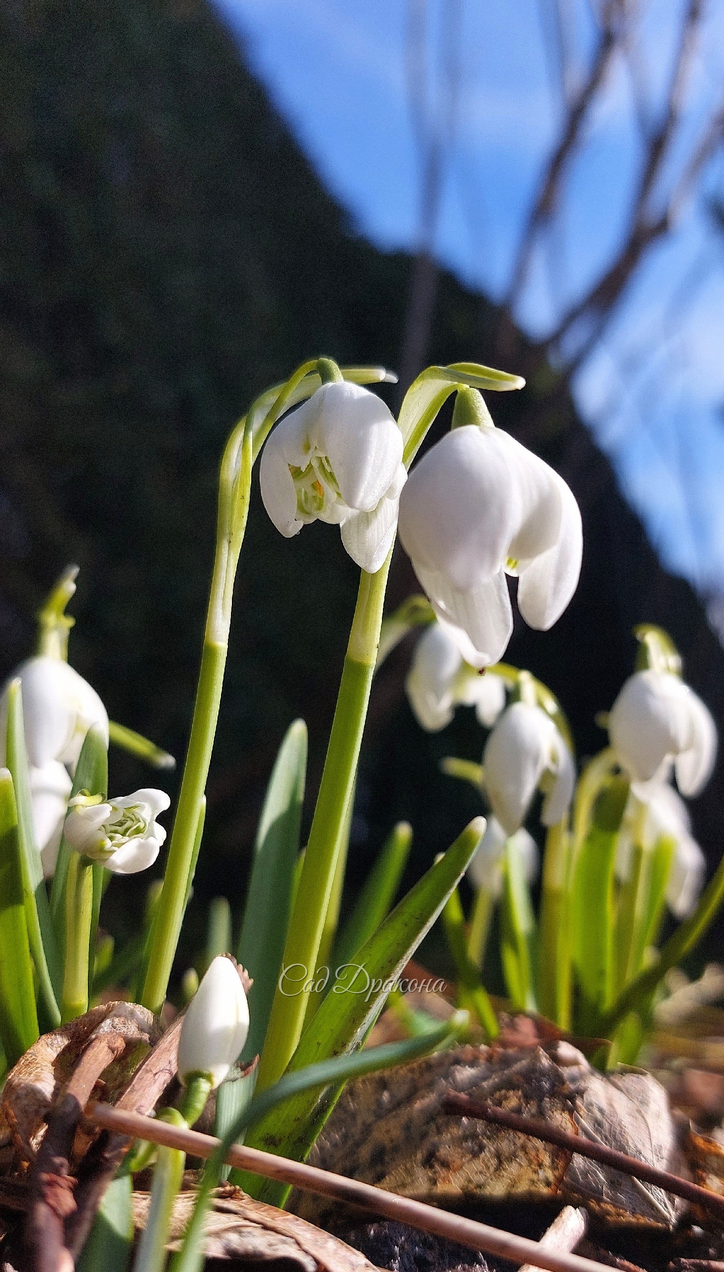 Galanthus nivalis махровая форма