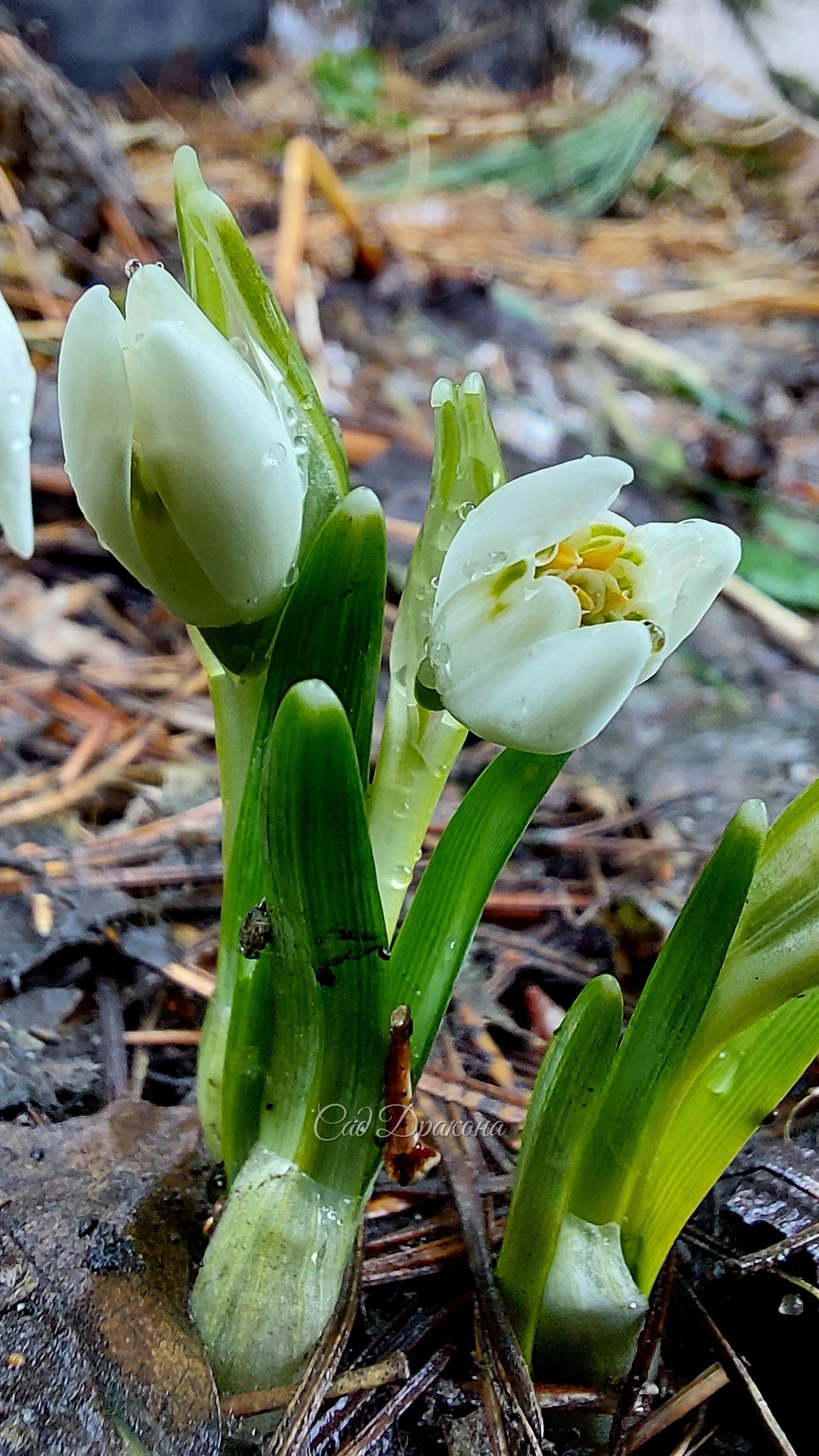 Galanthus nivalis махровая форма