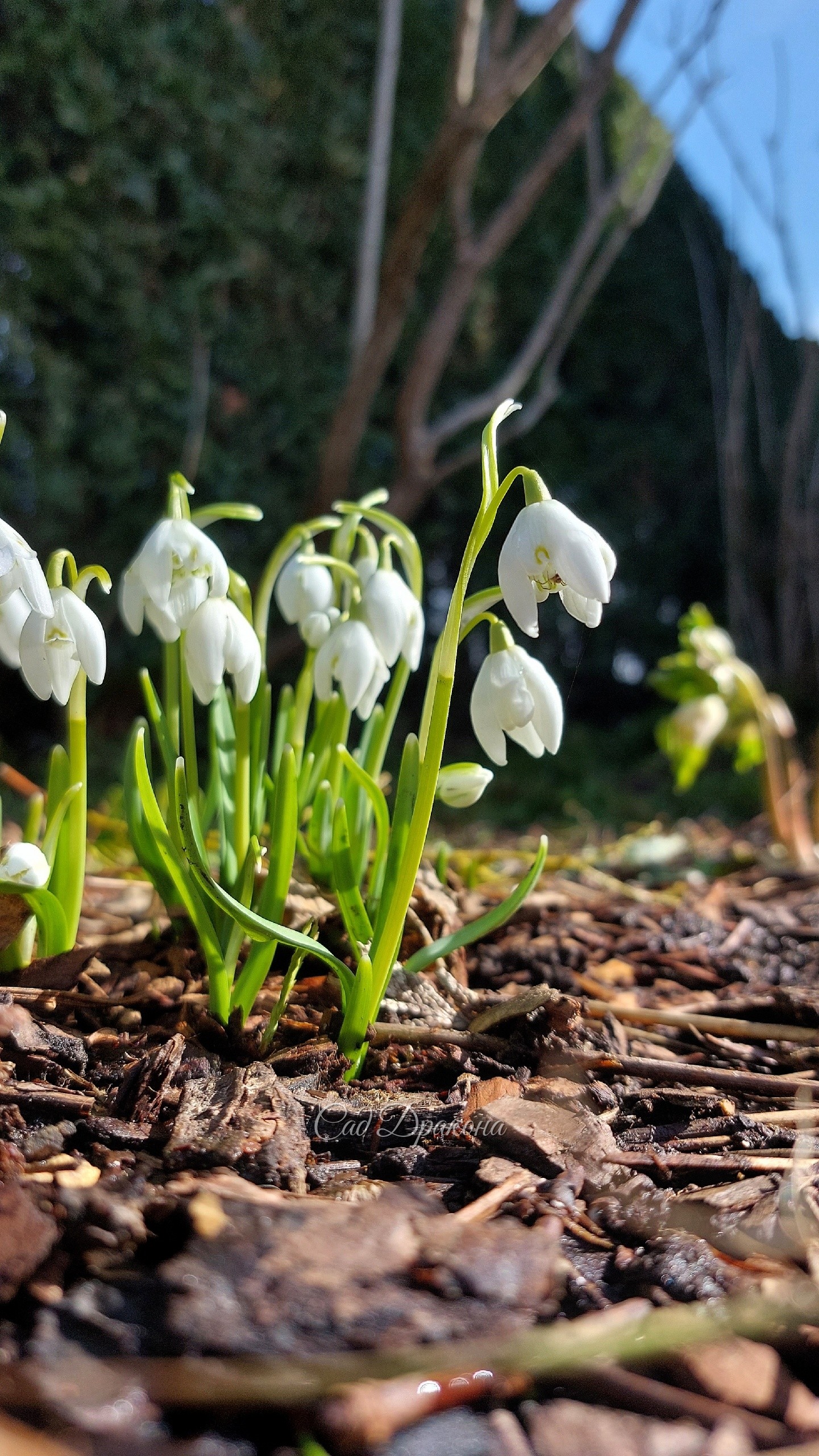 Galanthus nivalis махровая форма