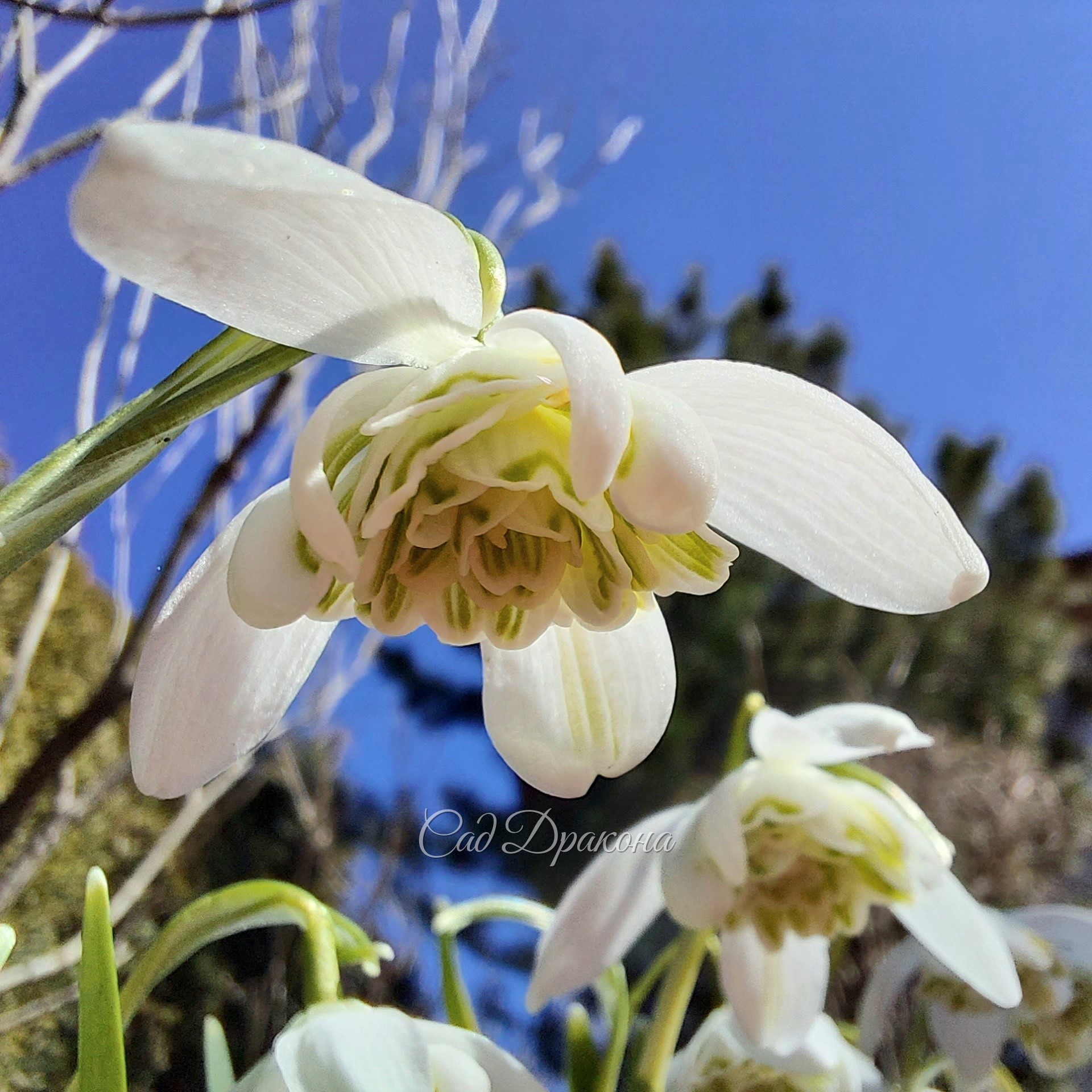 Galanthus nivalis махровая форма