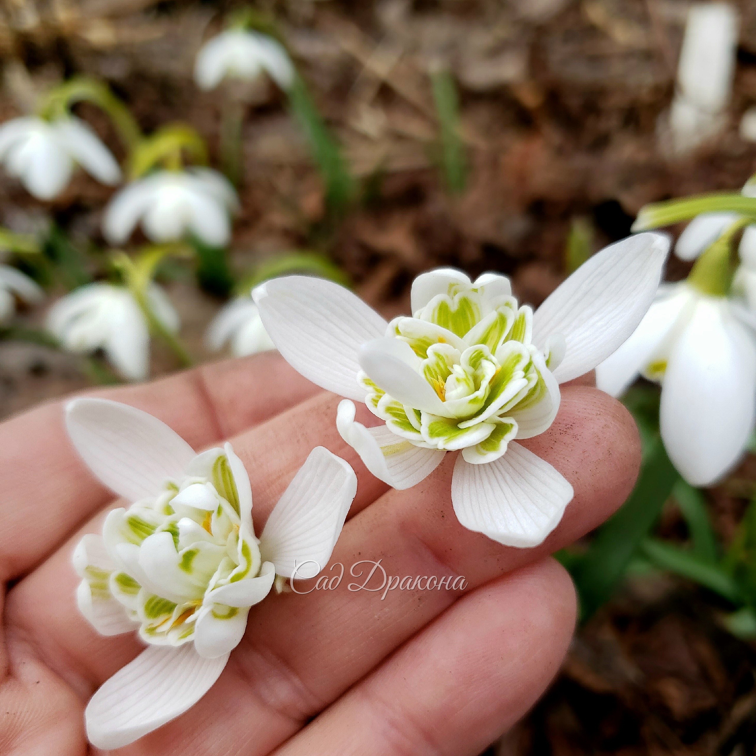 Внутренний мир подснежника 🌱🤍