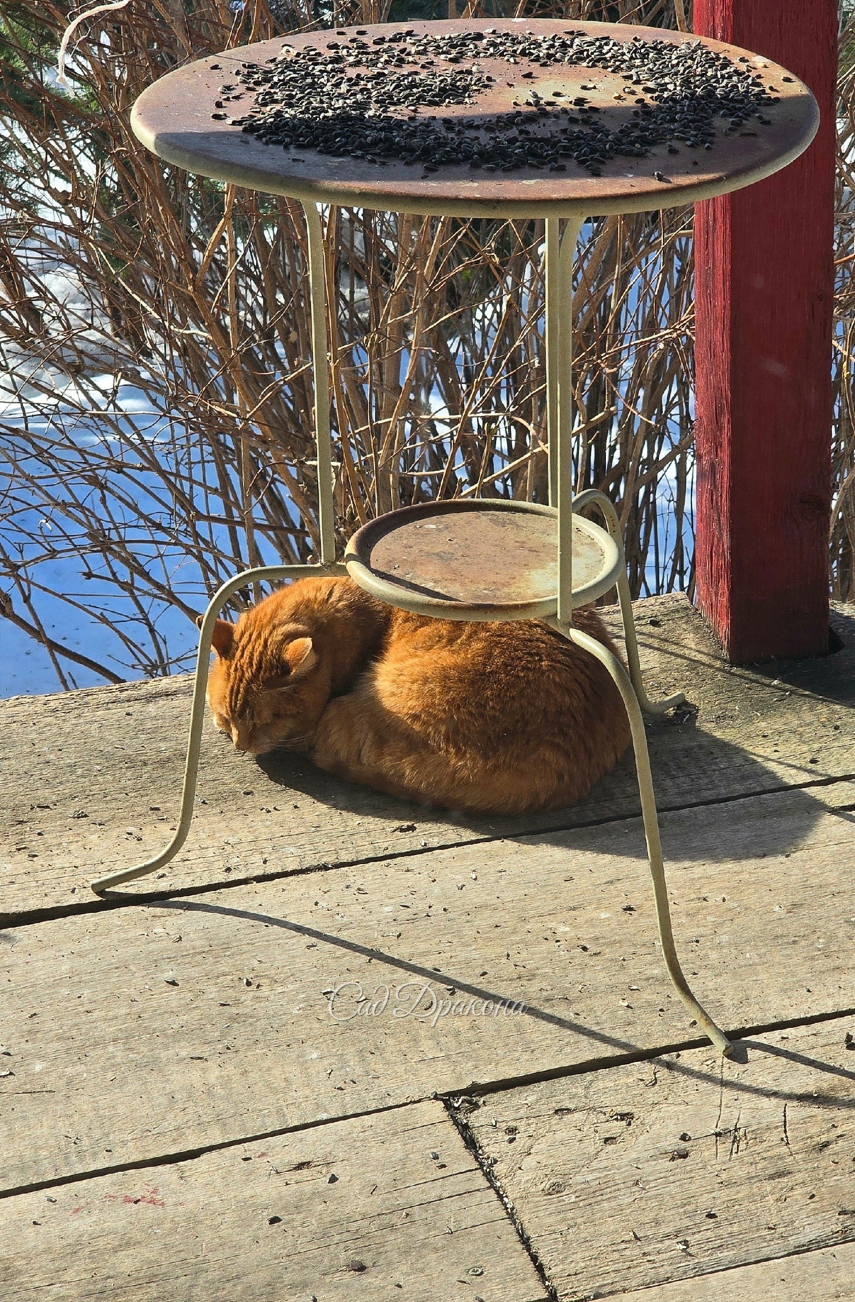 Если котик спит на улице, значит, скоро весна! 🌷