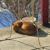 Если котик спит на улице, значит, скоро весна! 🌷