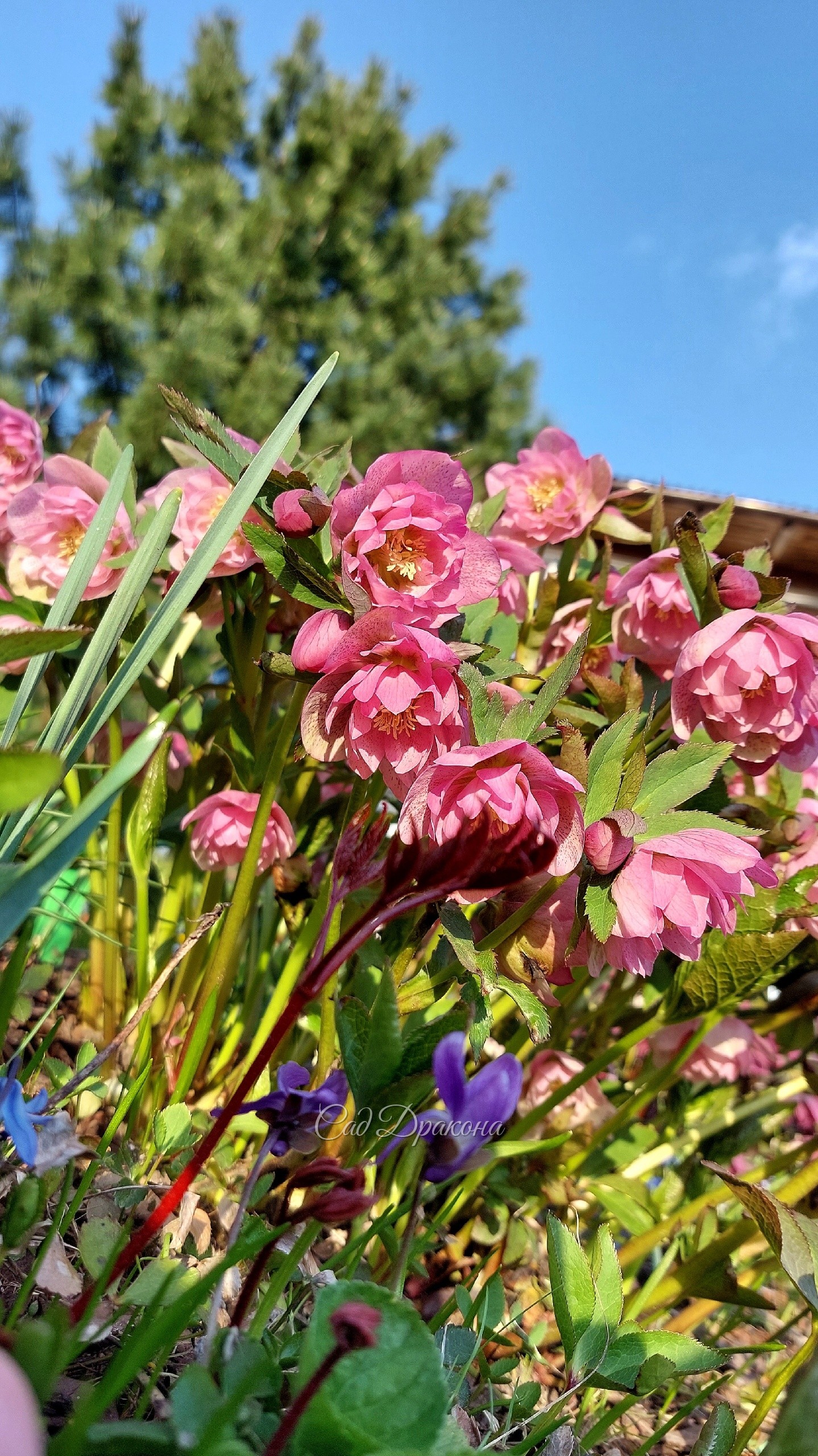 Helleborus orientalis Phoebe