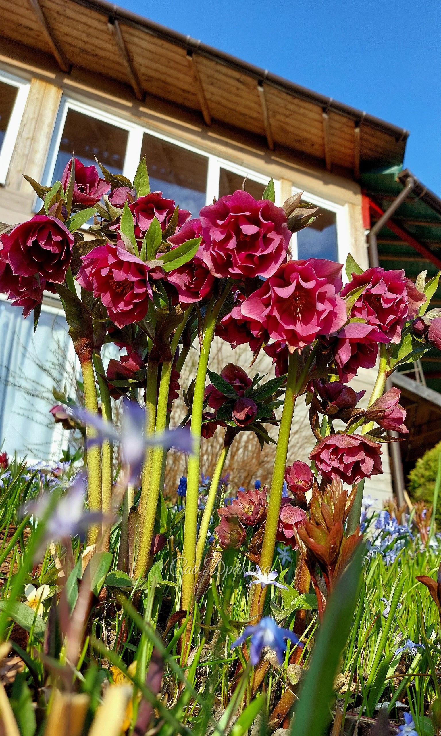 Helleborus orientalis Frühlinsglut