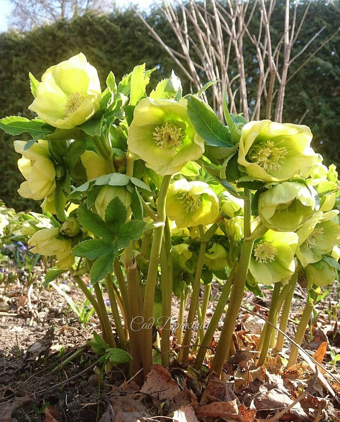 Helleborus orientalis Schwefelglanz
