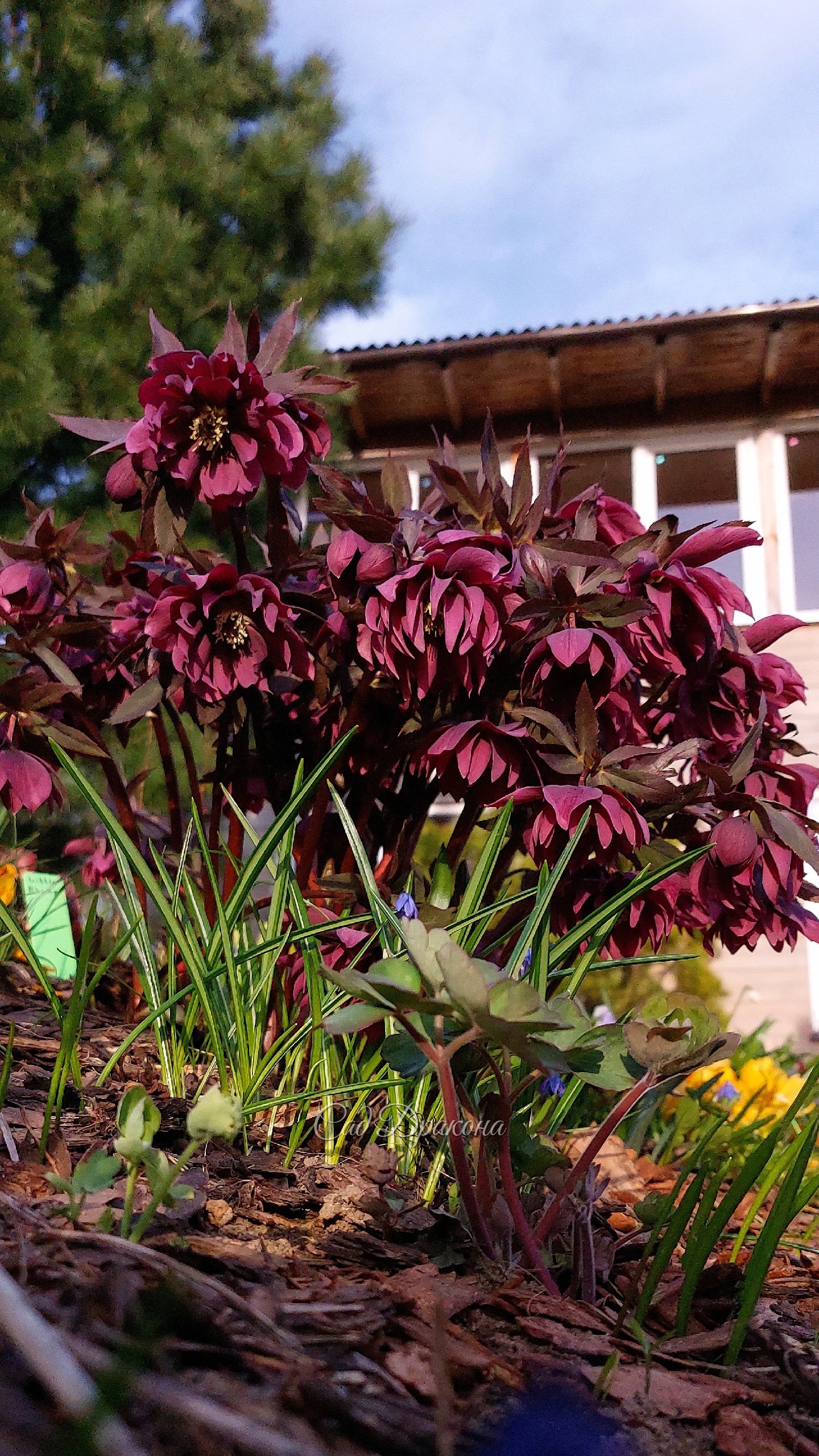 Helleborus orientalis × torquatus Kingston Kardinal