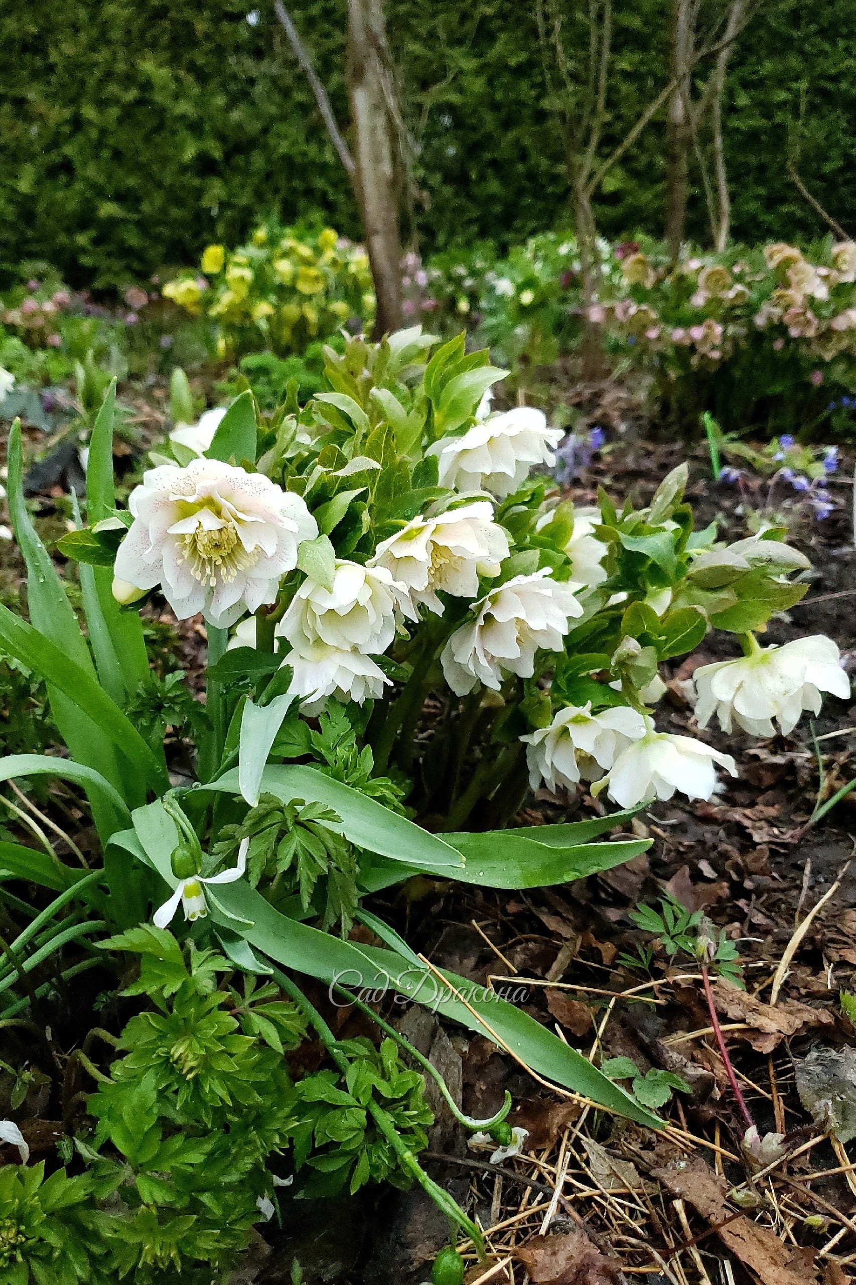 Helleborus orientalis,  наш сеянец.