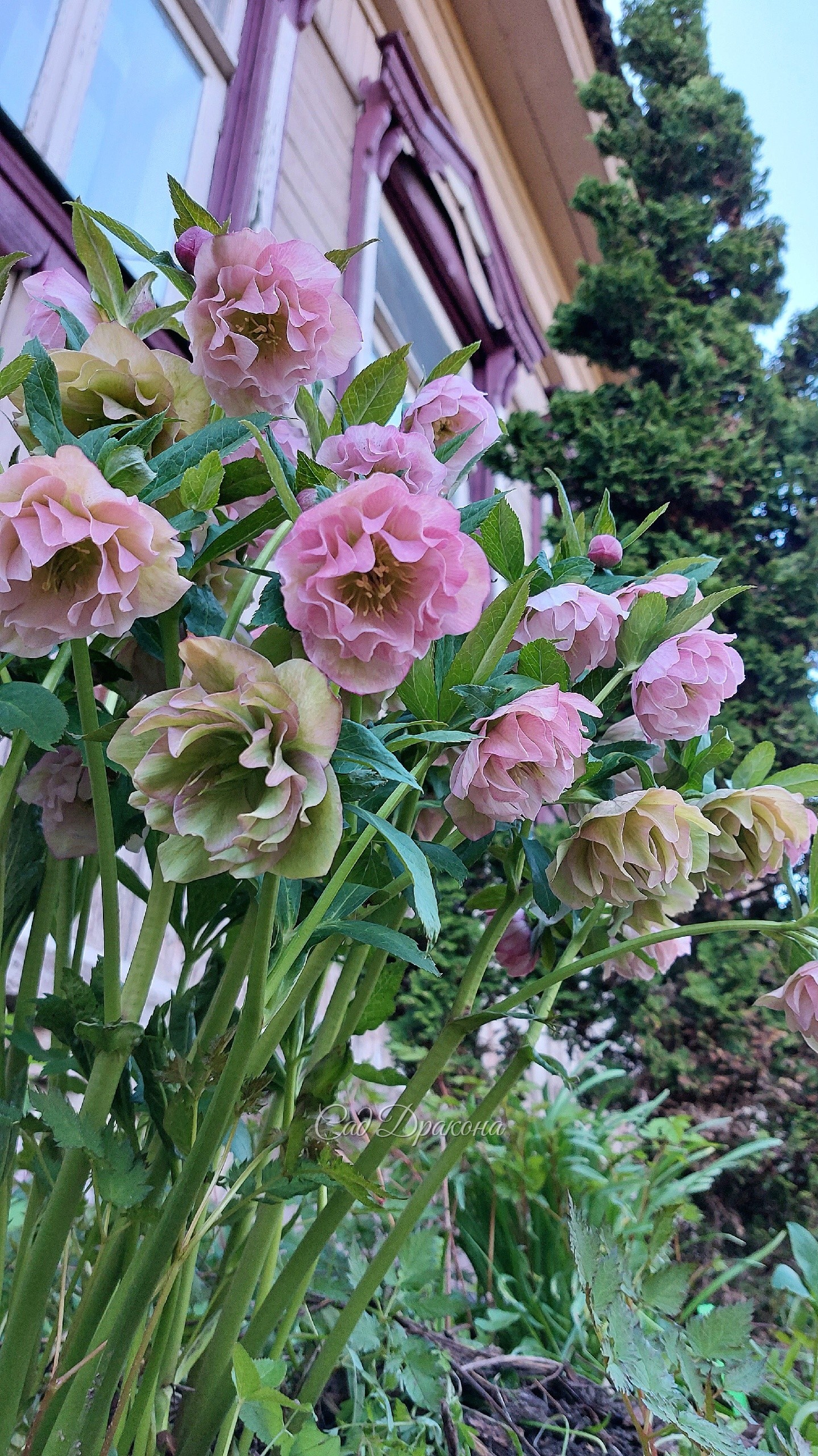 Helleborus orientalis × torquatus Elegance Pearl
