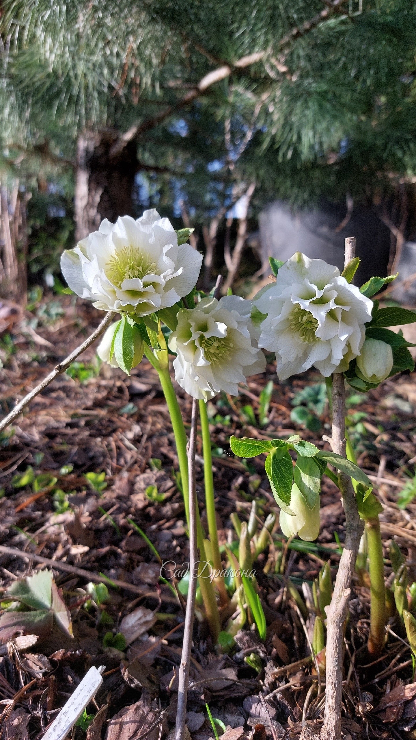 Helleborus orientalis Hochzeitskleid