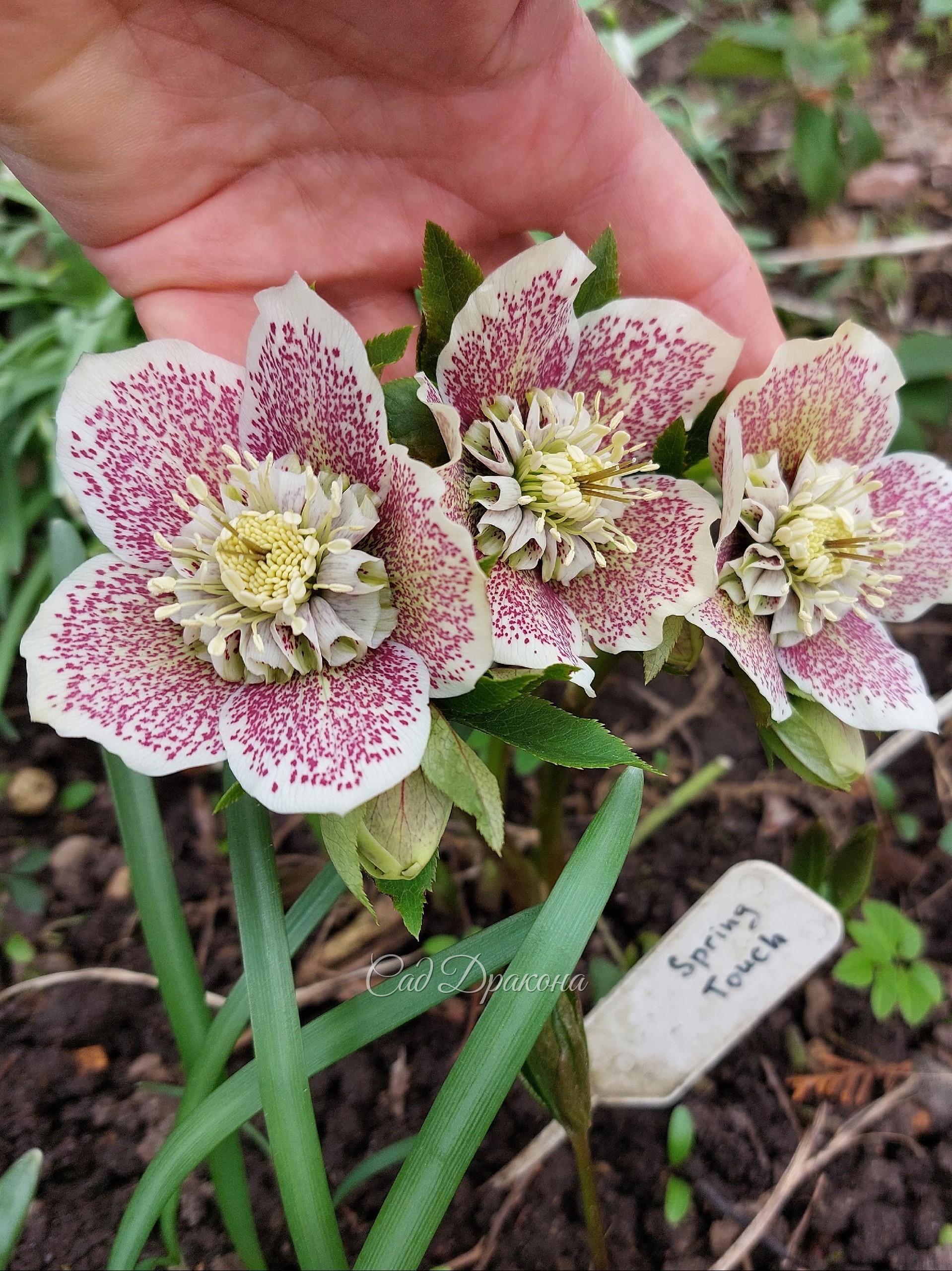 Helleborus orientalis Spring Touch