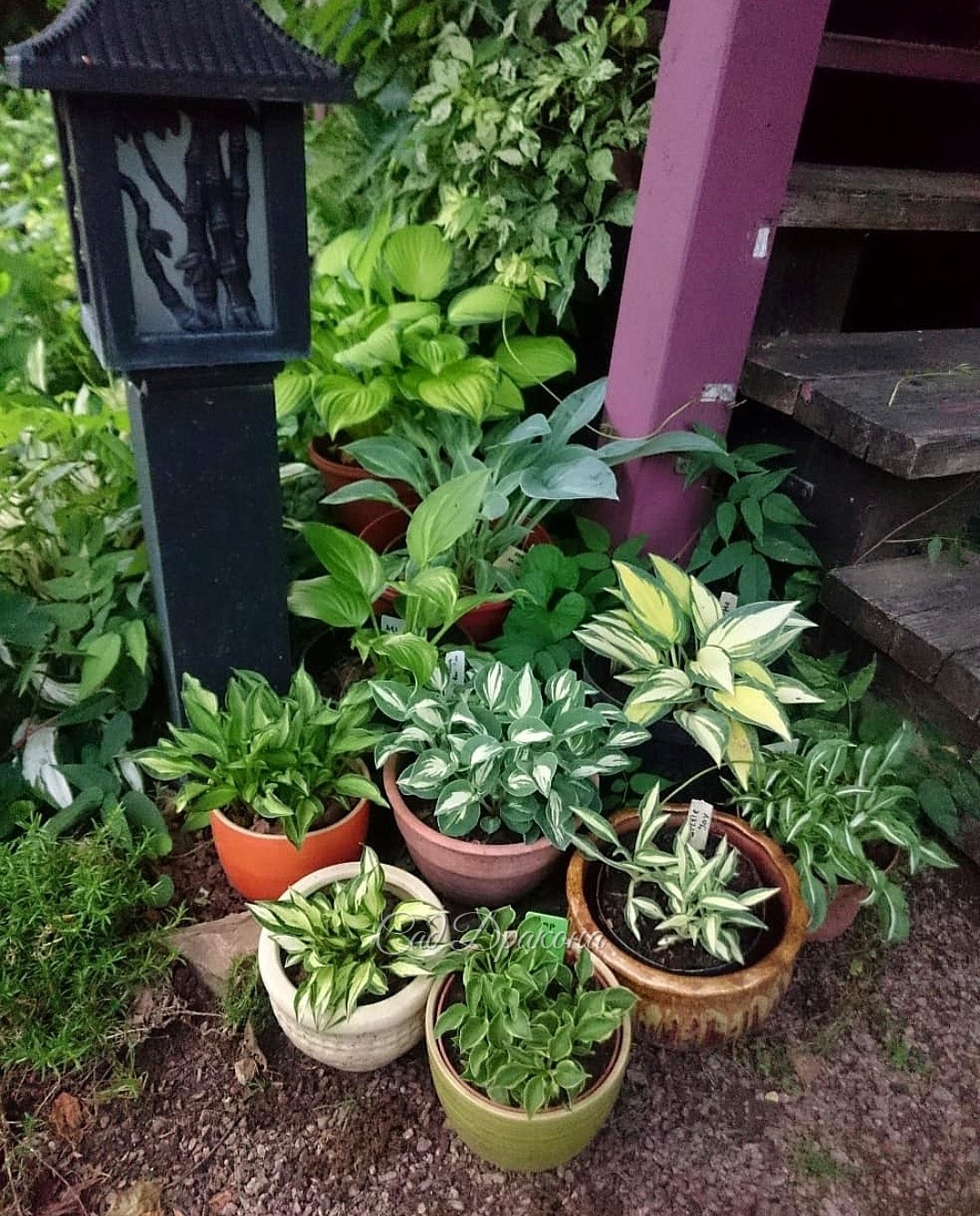 🌱Миниатюрные хосты 🌱