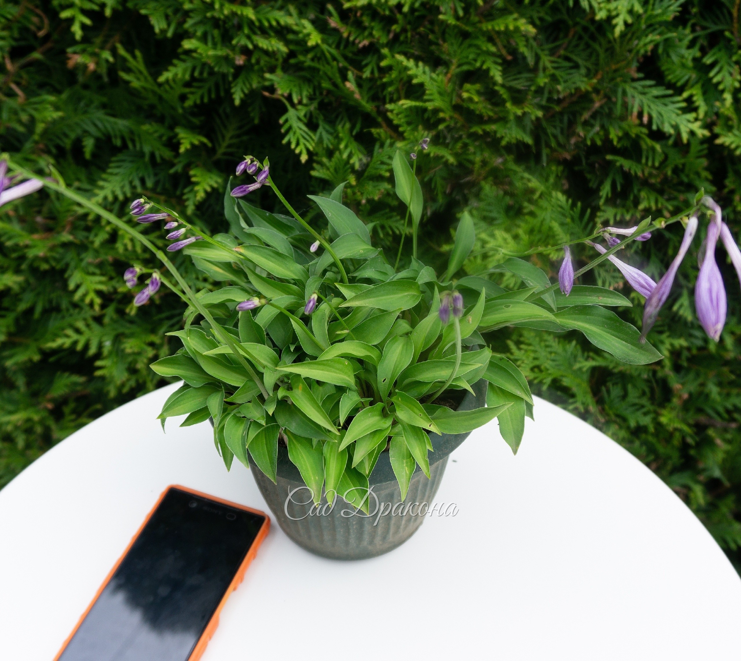 🌱Миниатюрные хосты 🌱
