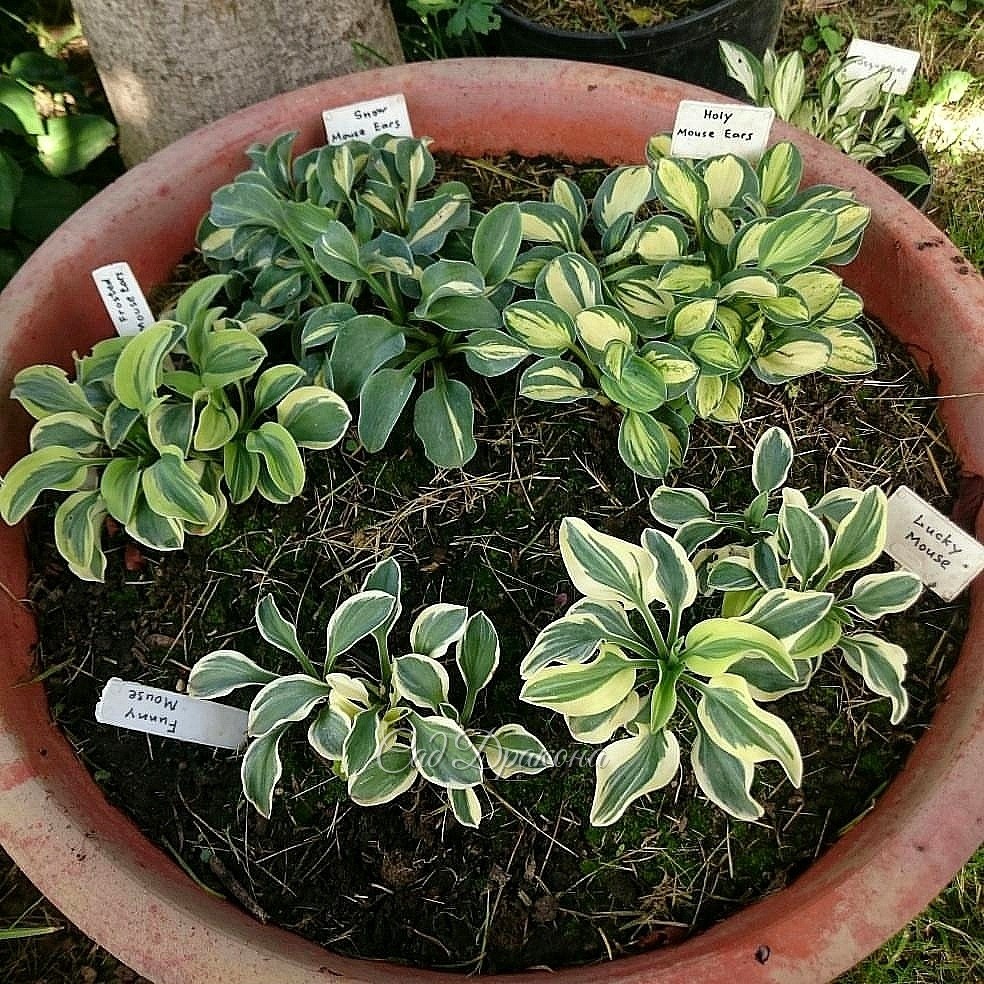 🌱Миниатюрные хосты 🌱