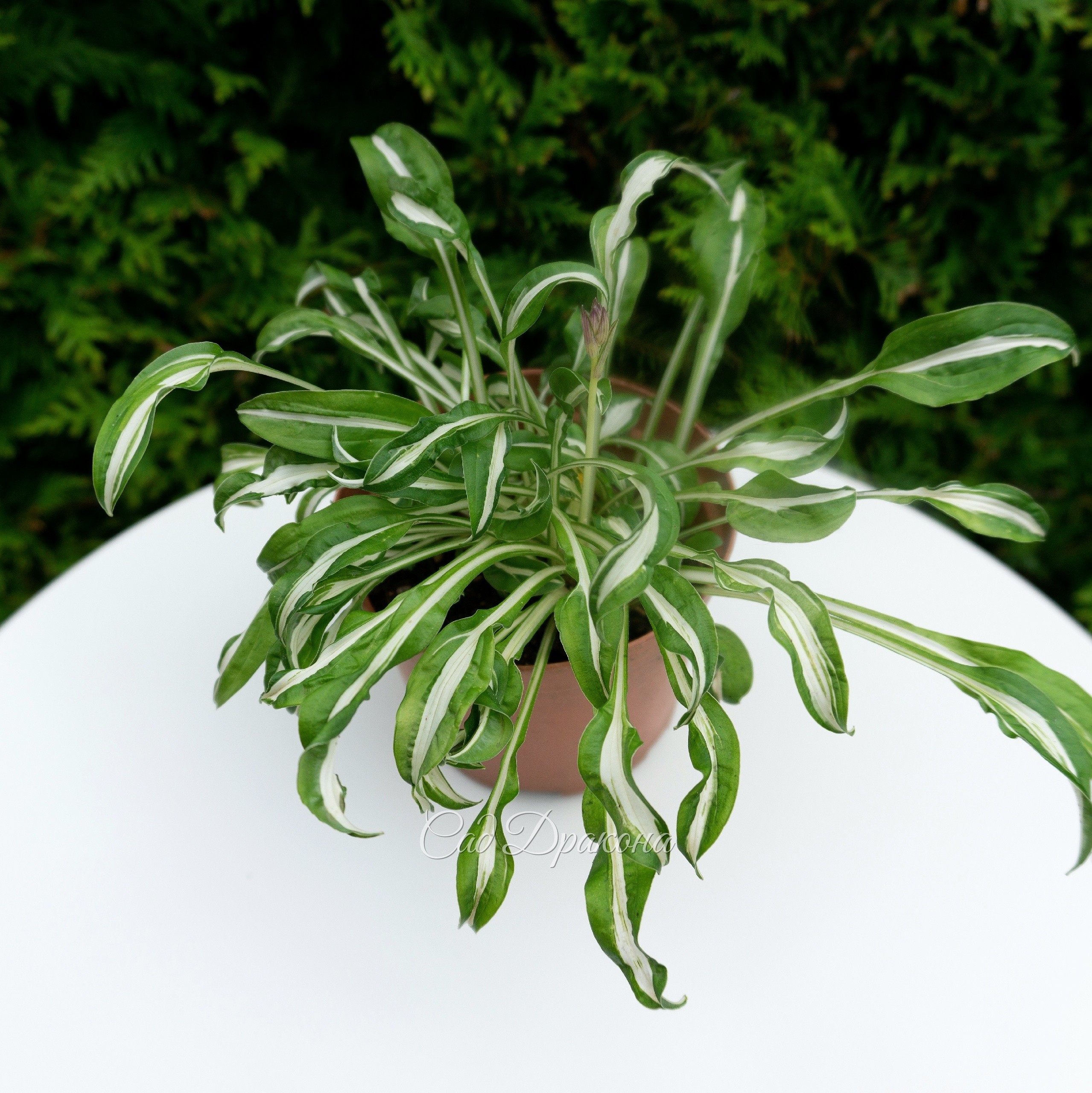 🌱Миниатюрные хосты 🌱